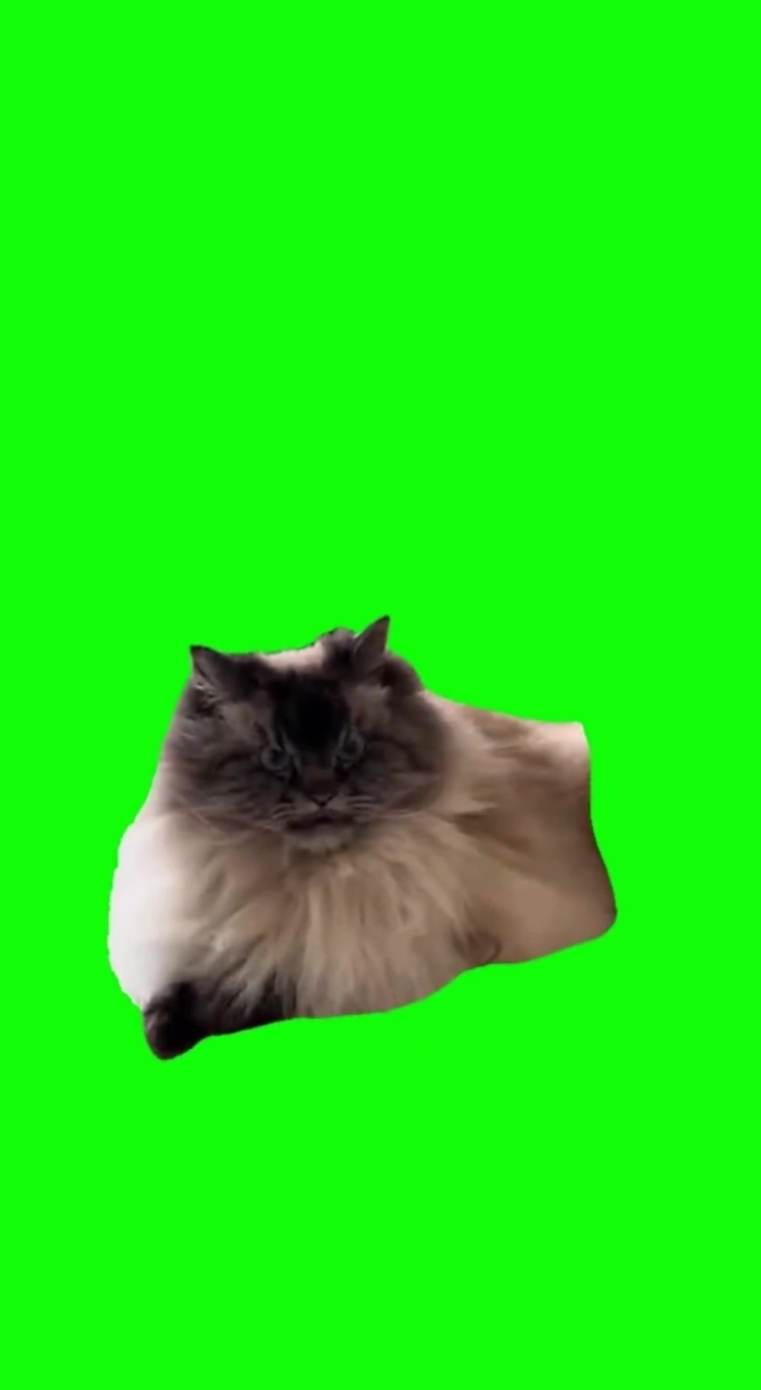 Mean muggin cat green screen