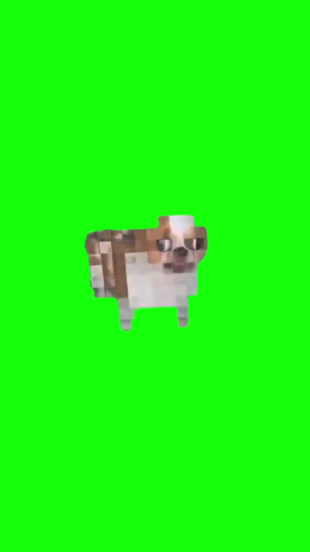 Minecraft Dog With a Crooked Face  green screen