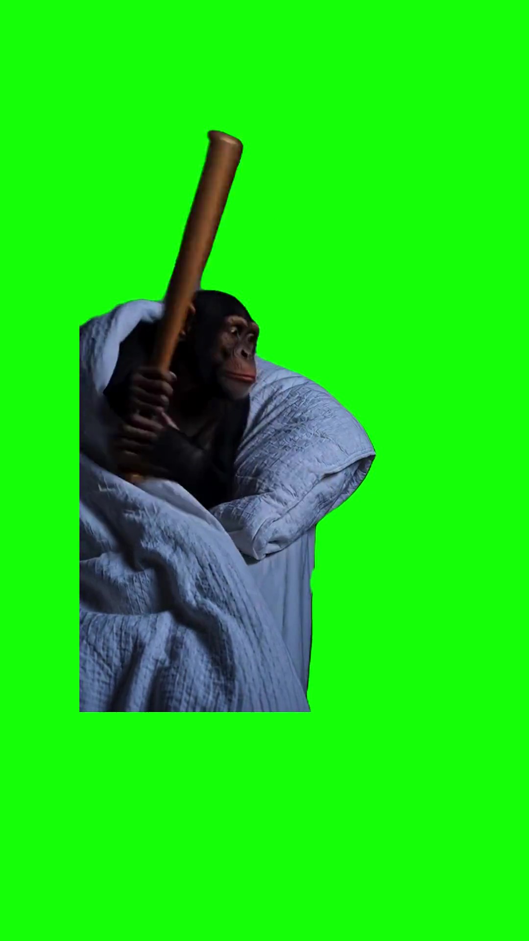 Monkey Hates Mornings green screen