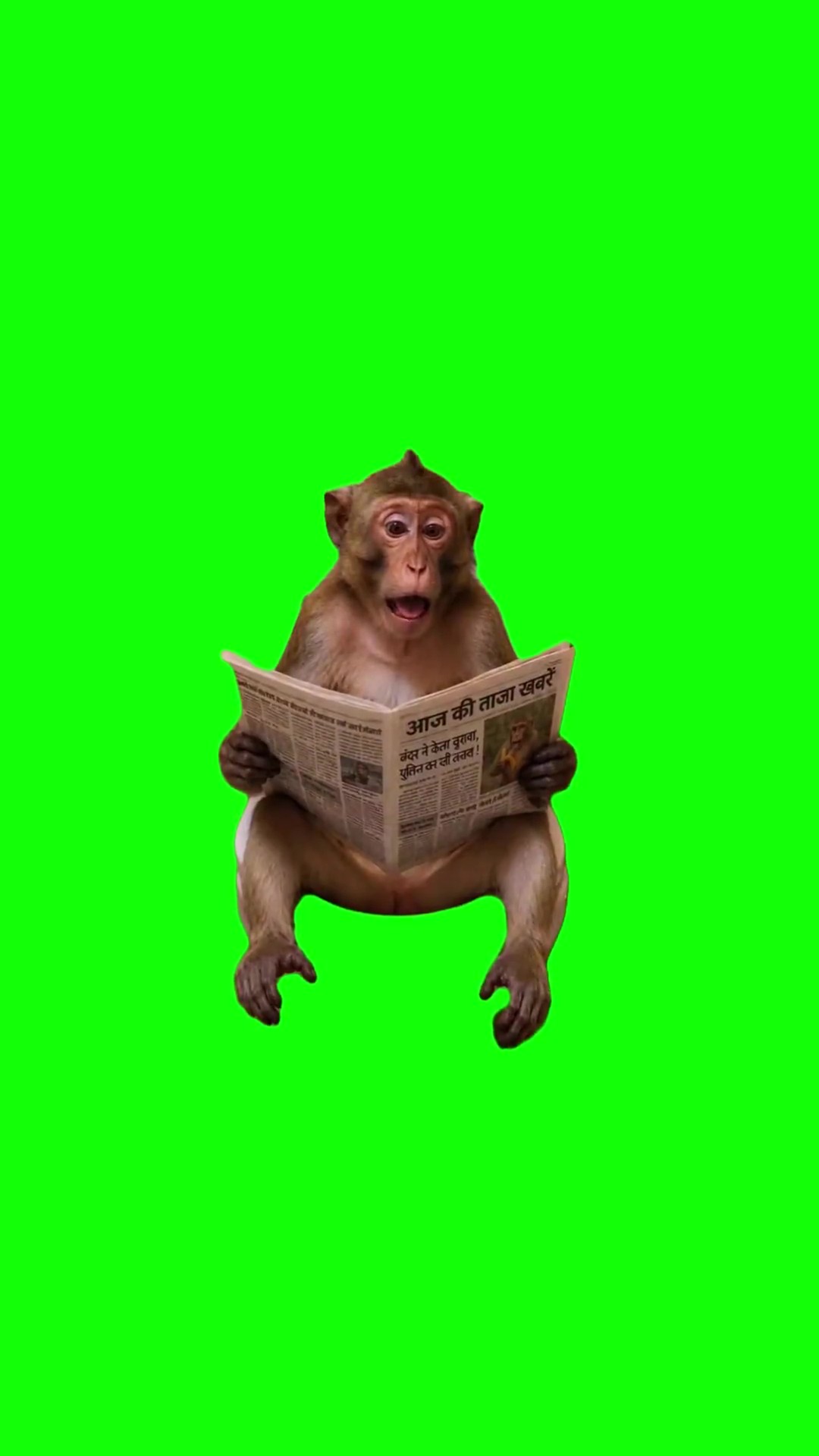 Monkey Reads green screen