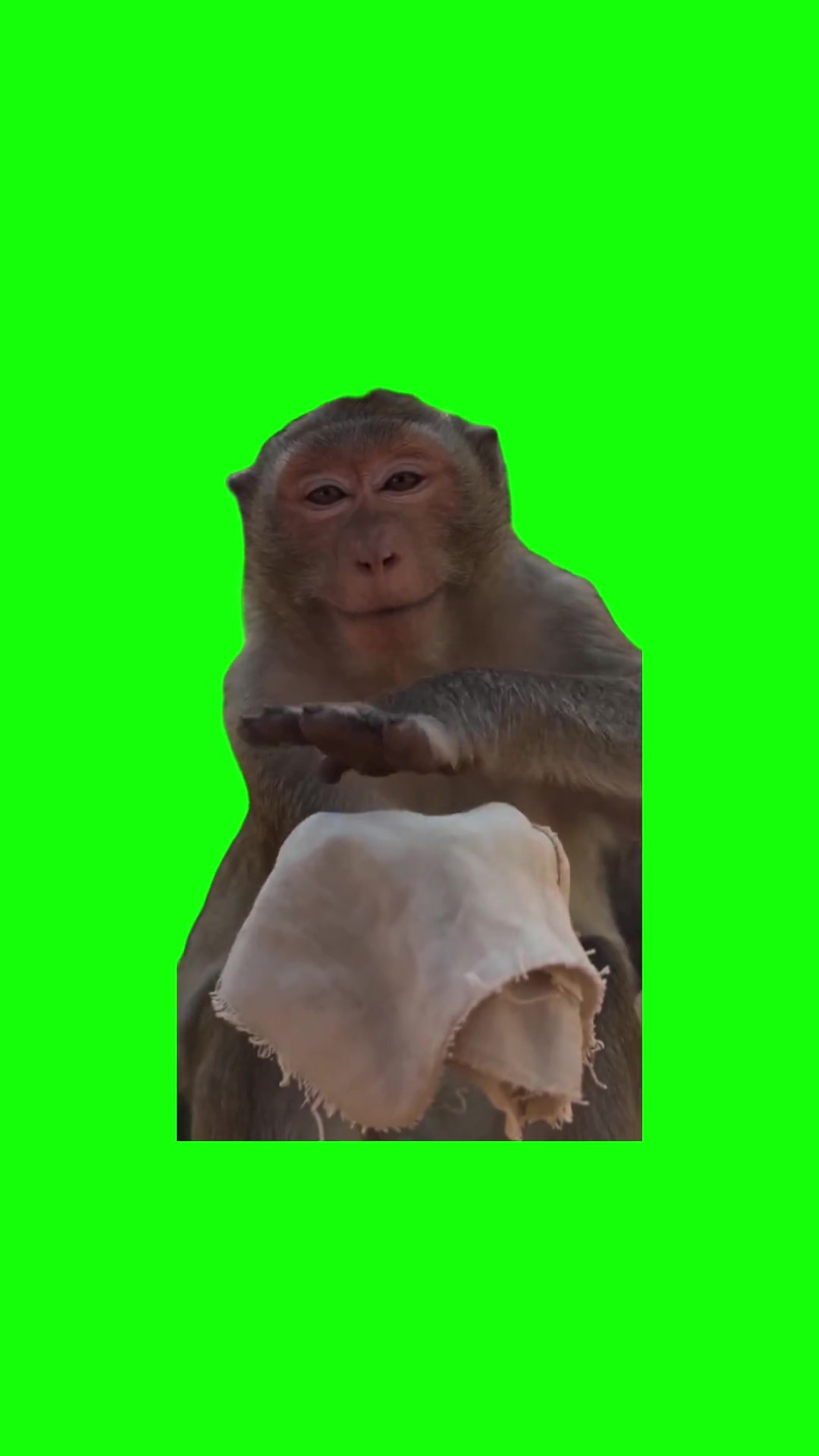 Monkey Showing Middle Finger Magic Trick green screen