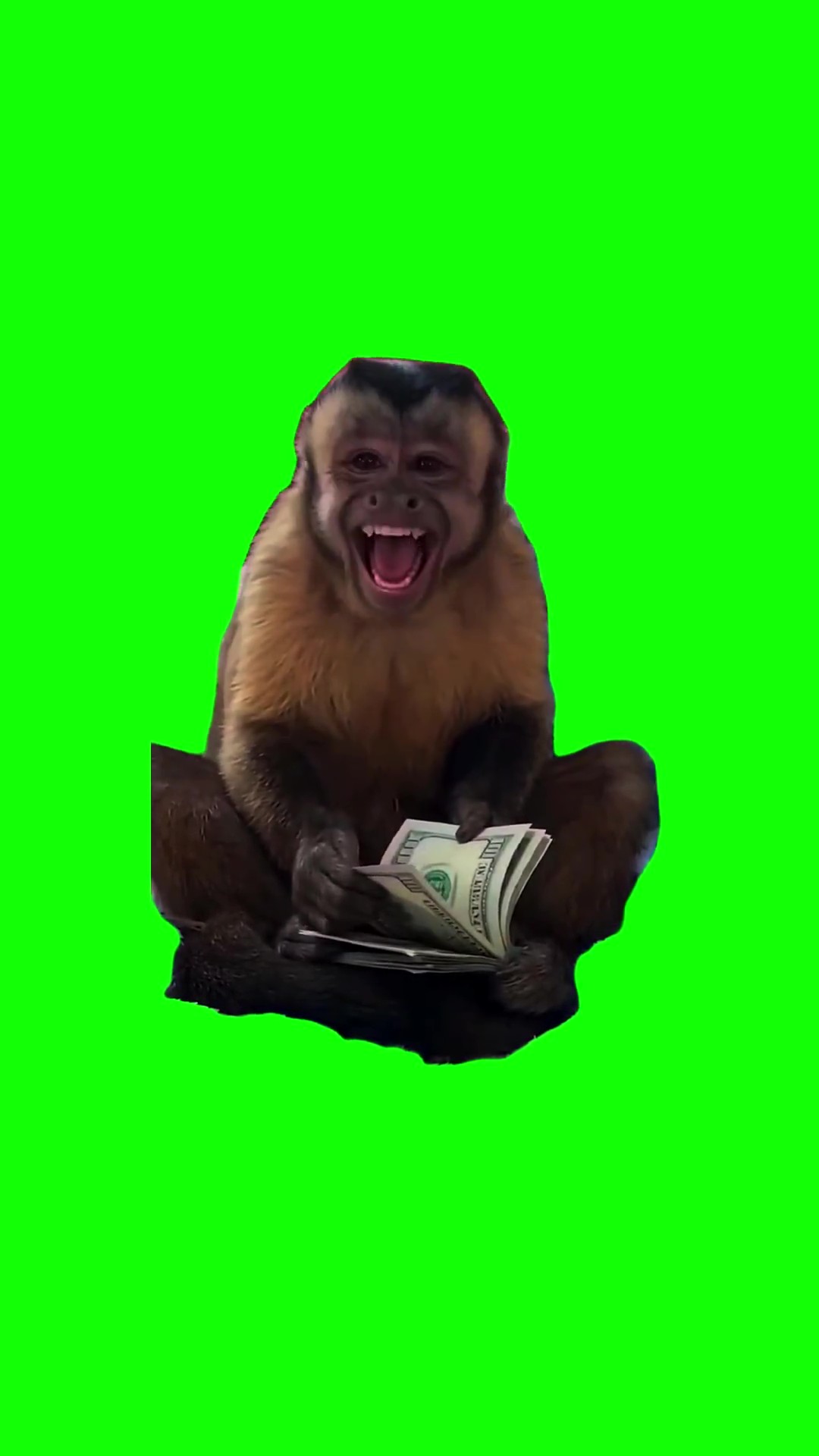 Monkey counts cash green screen