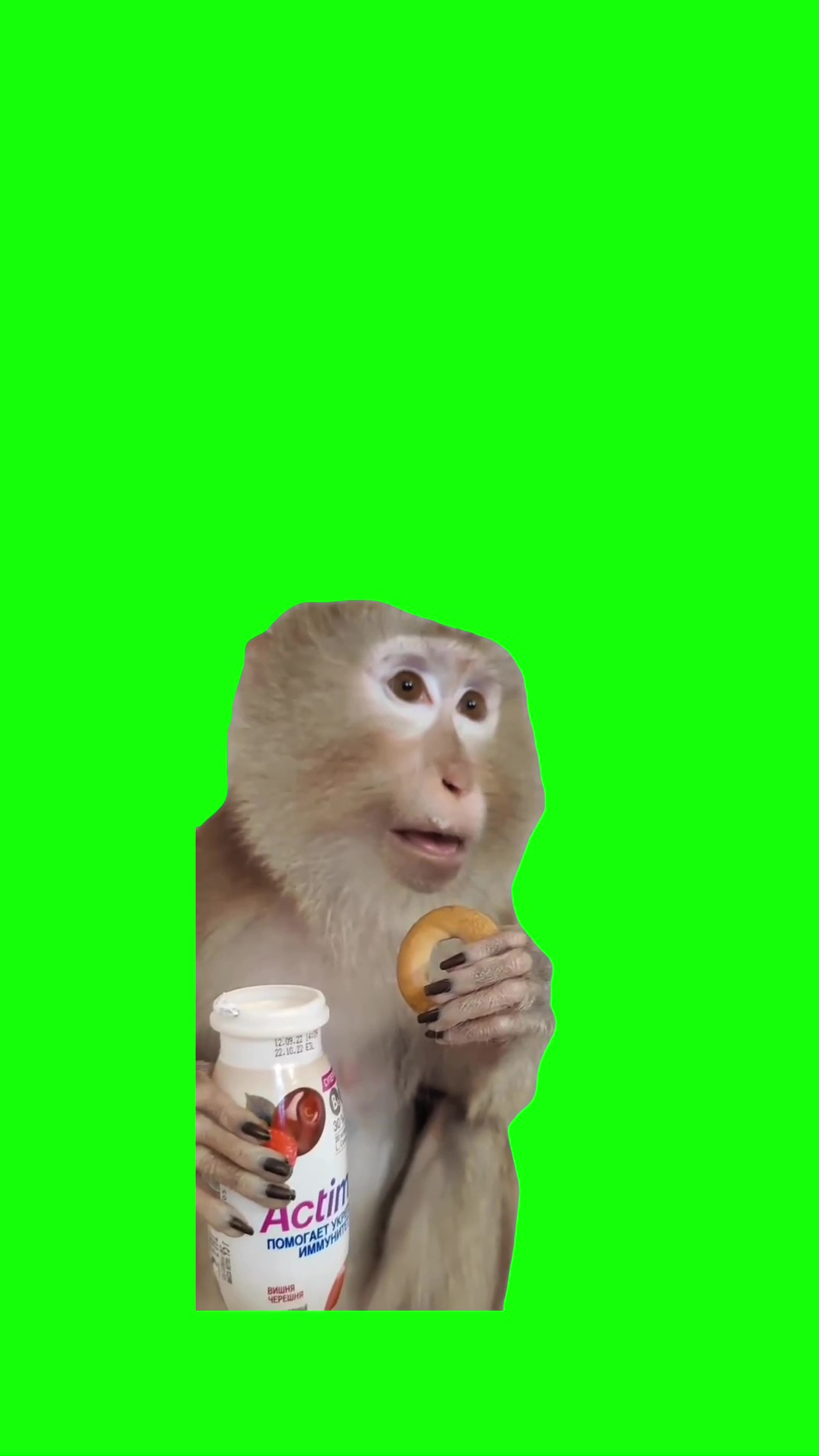 Monkey drinking yogurt green screen