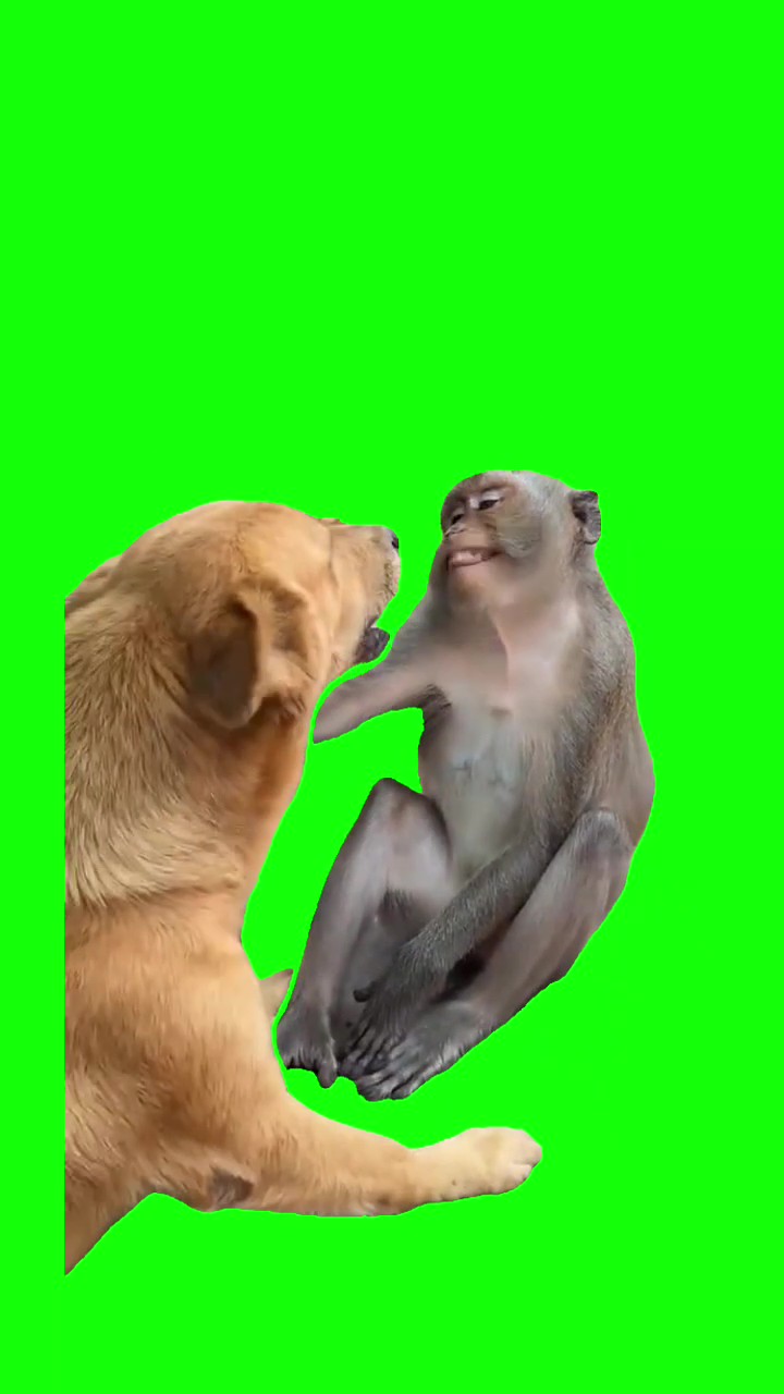 Monkey provoking dog Green Screen – Free Download & Online Editor