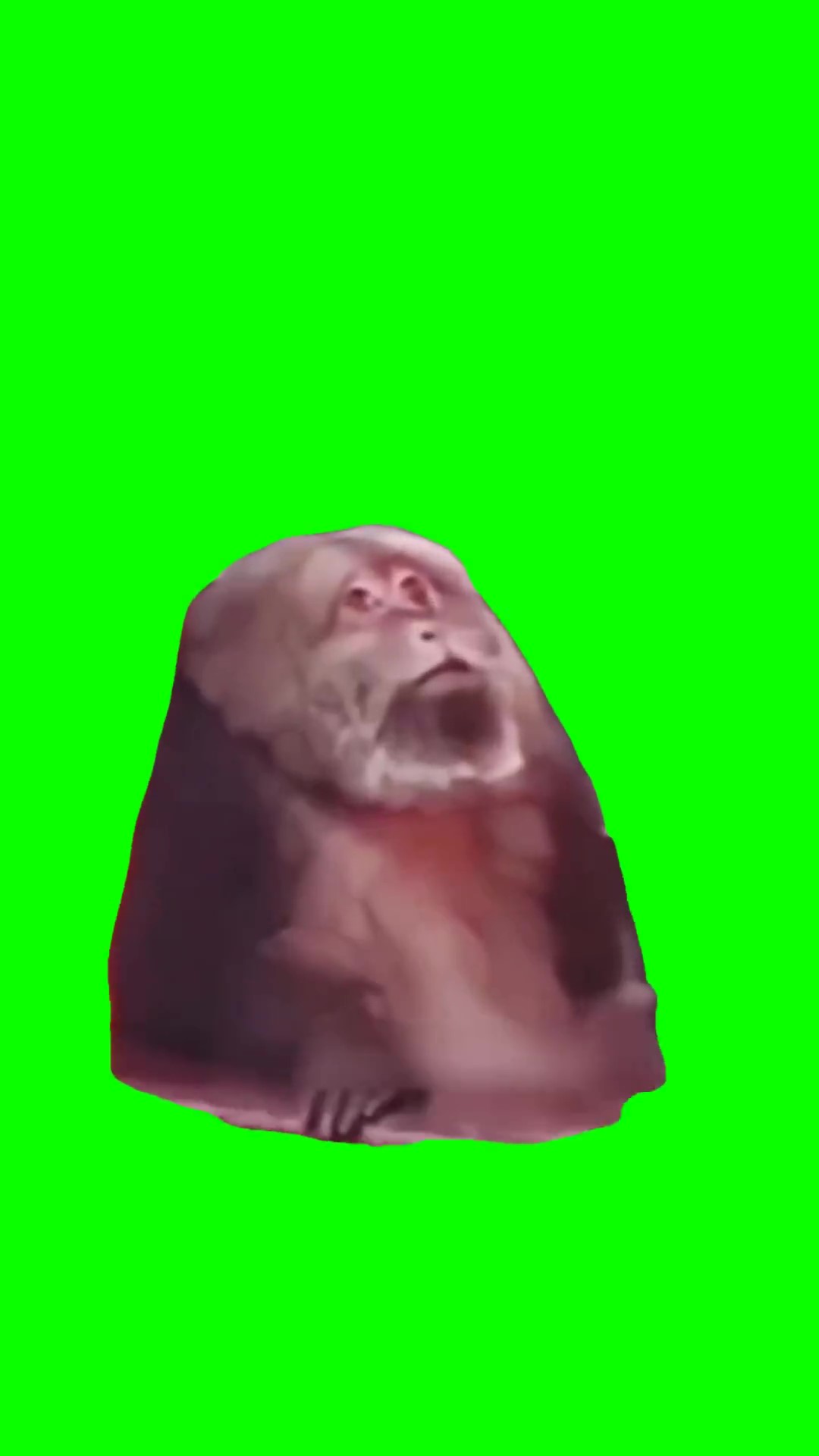 Monkey side eye green screen