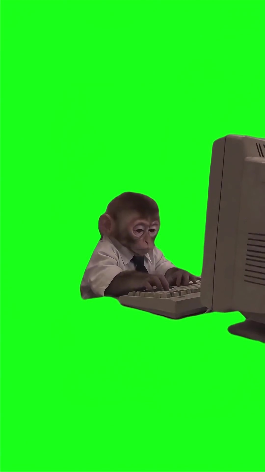 Monkey slams keyboard green screen