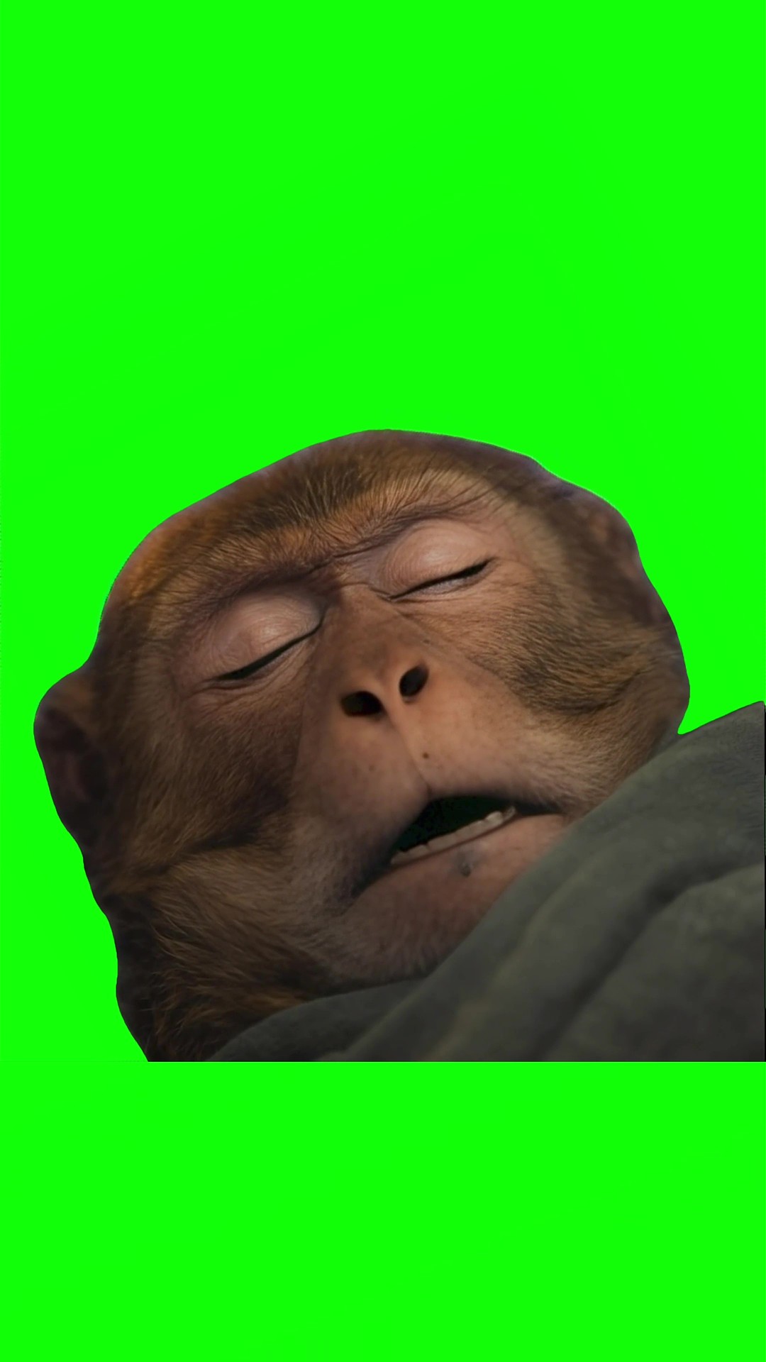 Monkey snoring green screen