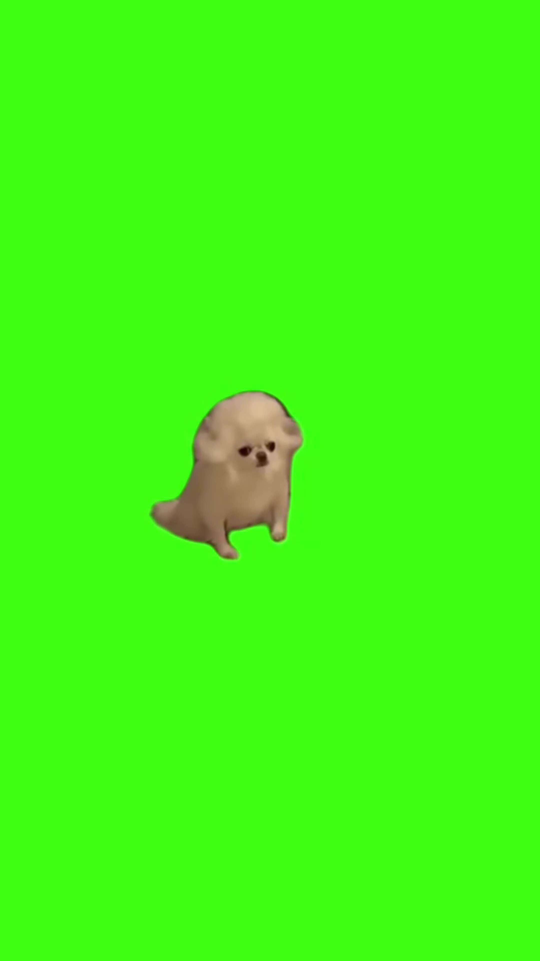 Mozart dog green screen