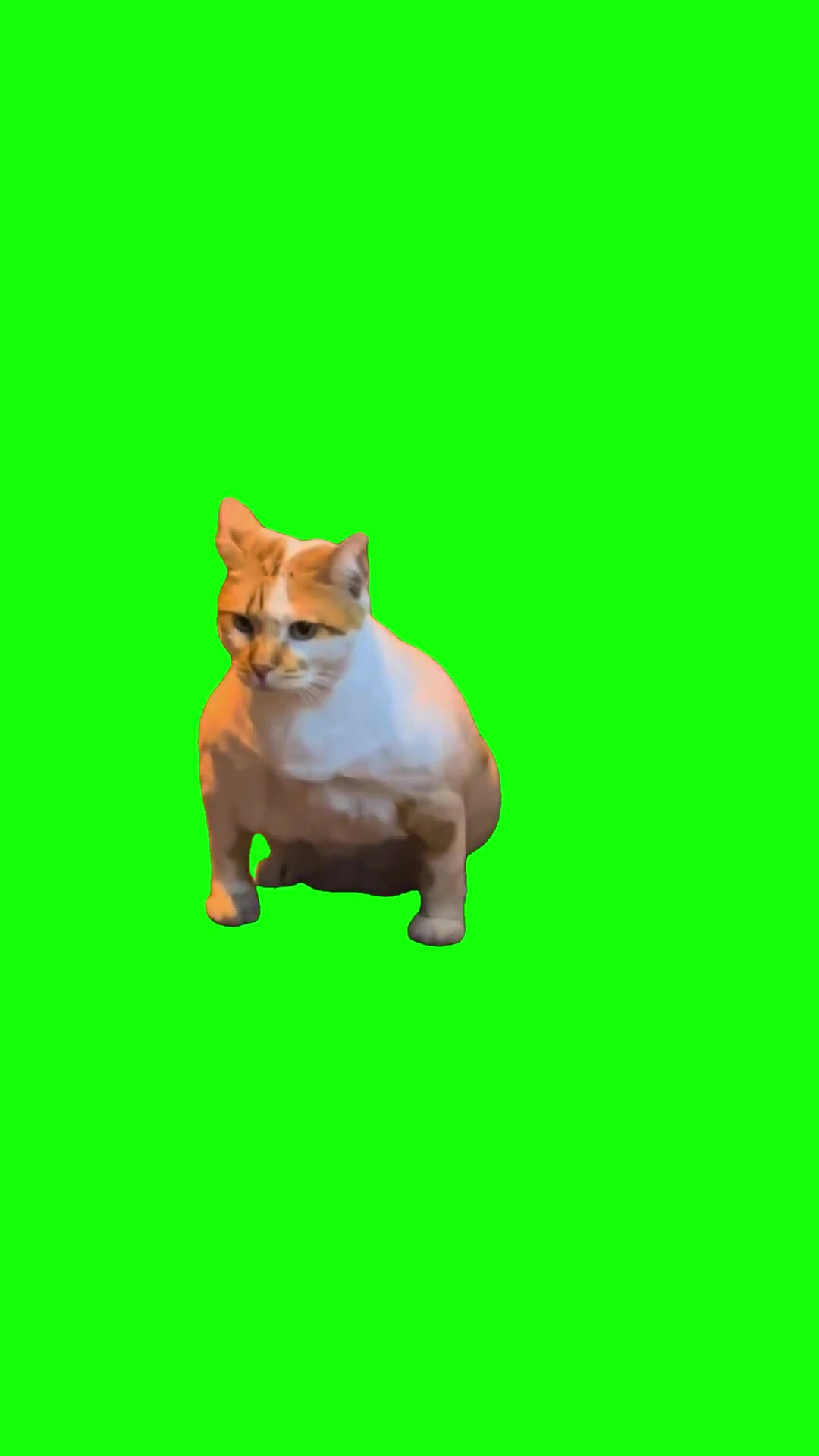 Muscular cat  green screen
