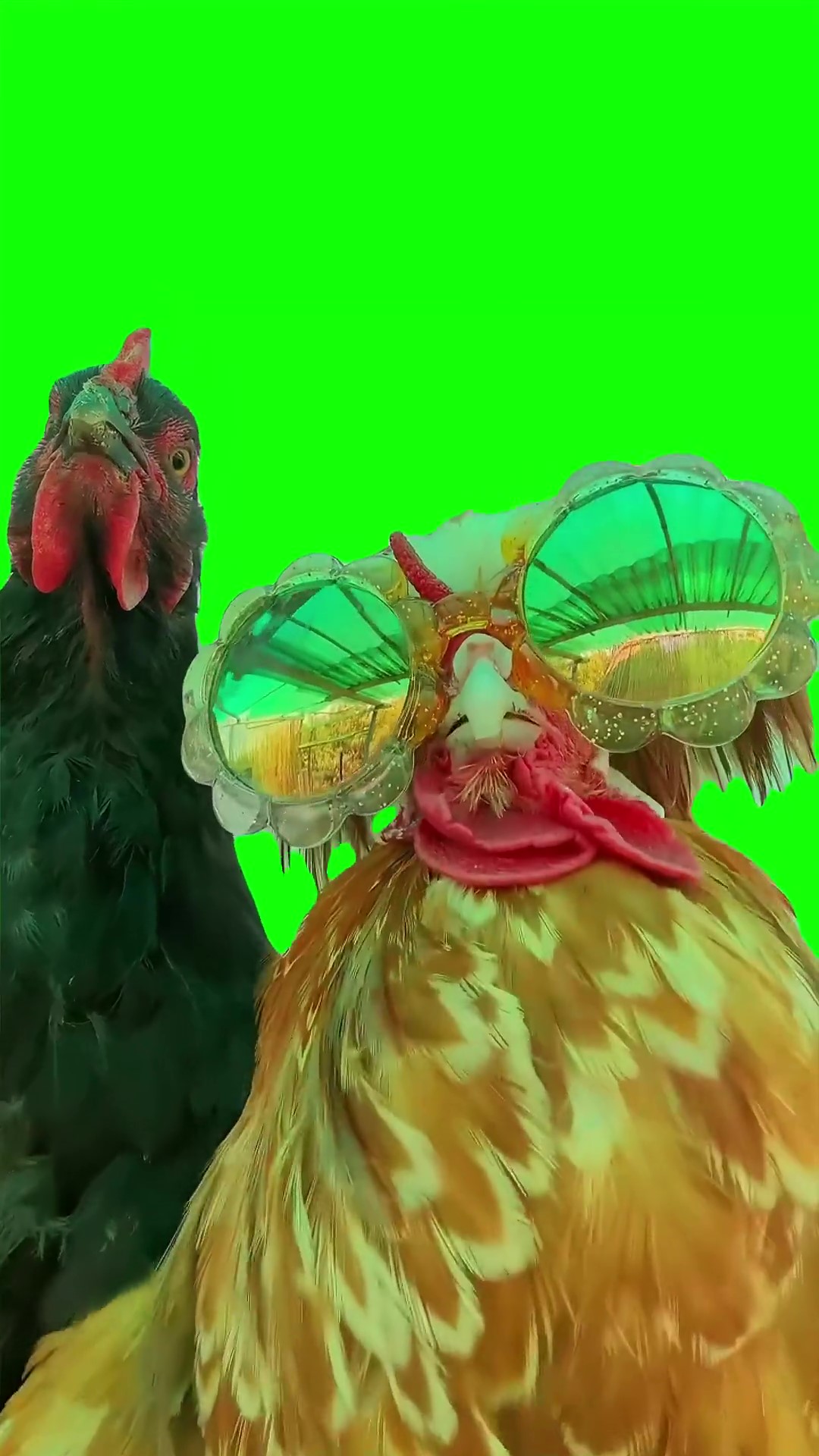 Nasty girl chickens green screen