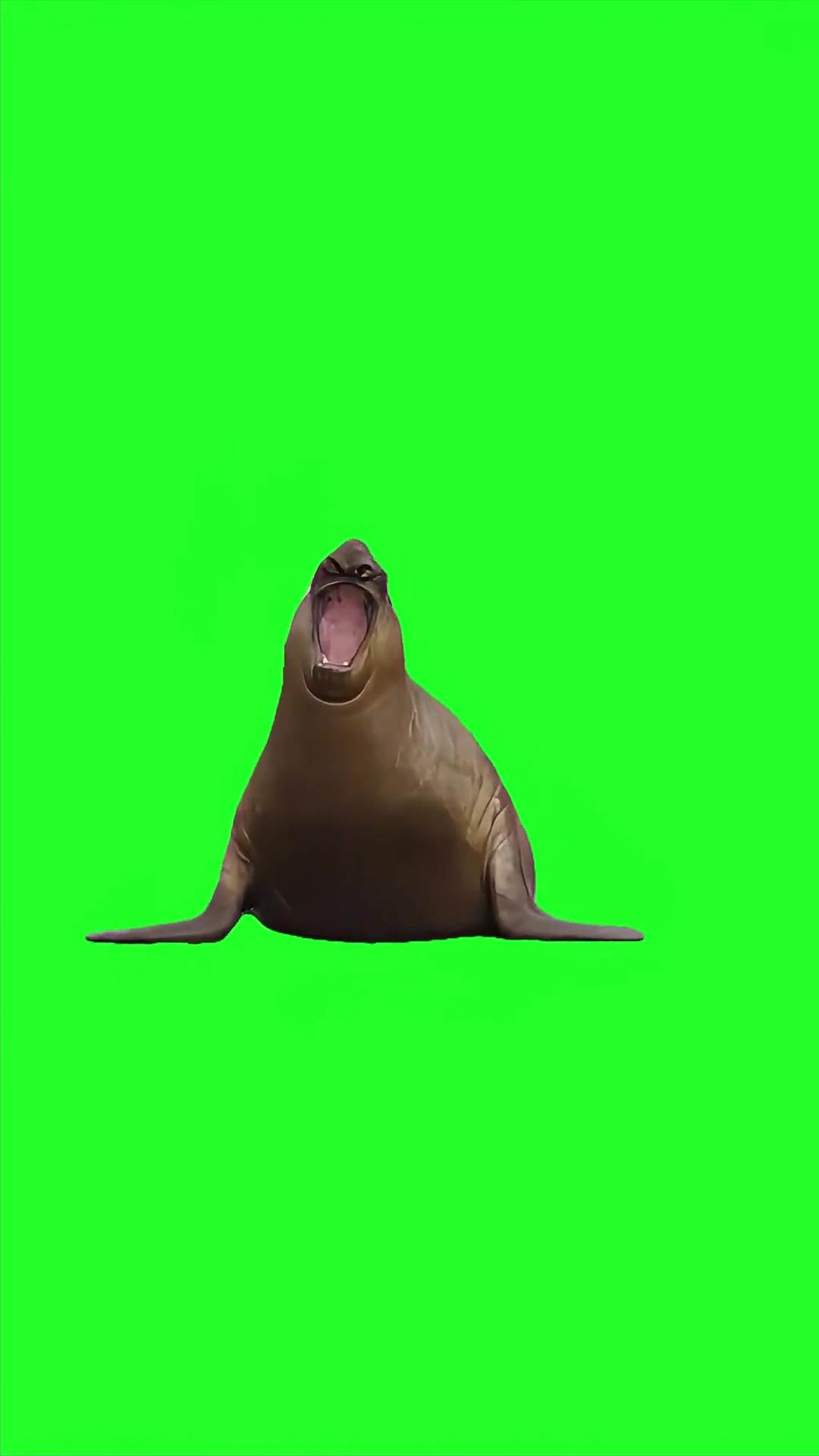 Neil Seal Burnping  green screen