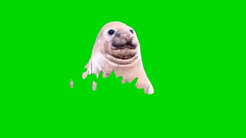 Neil The Seal Chilling green screen