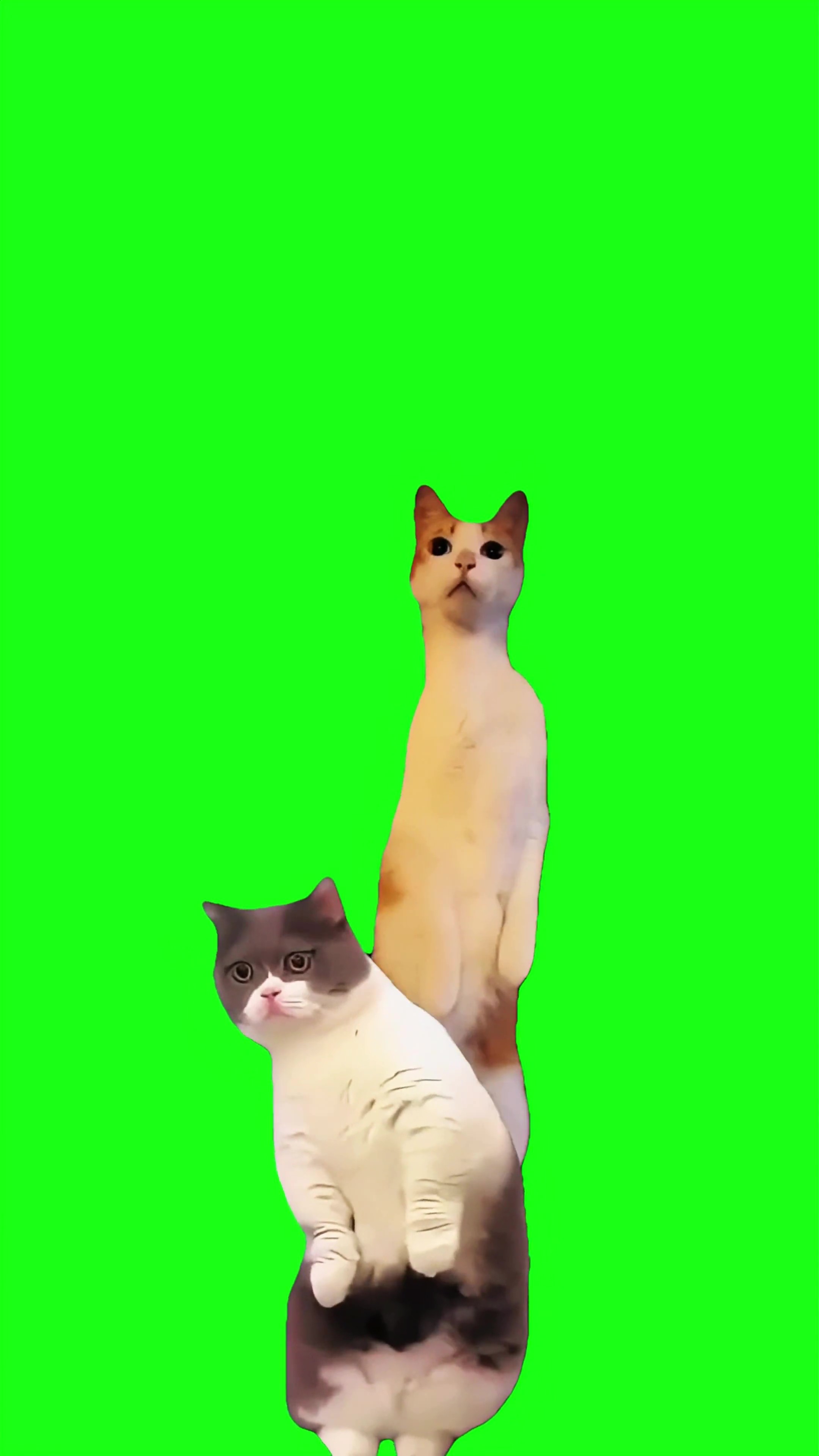 Nosy cats green screen
