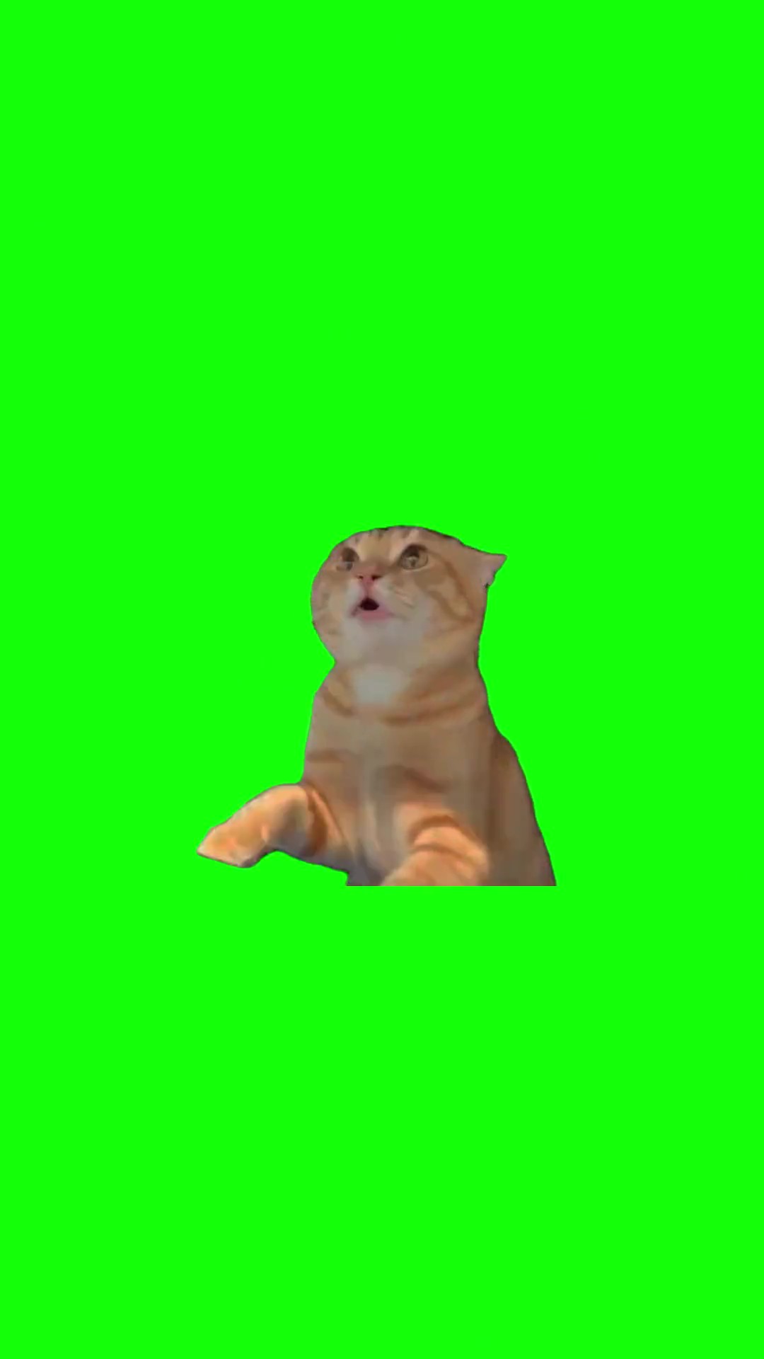 Numa numa cat green screen