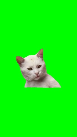 Offended Turkish Cat green screen
