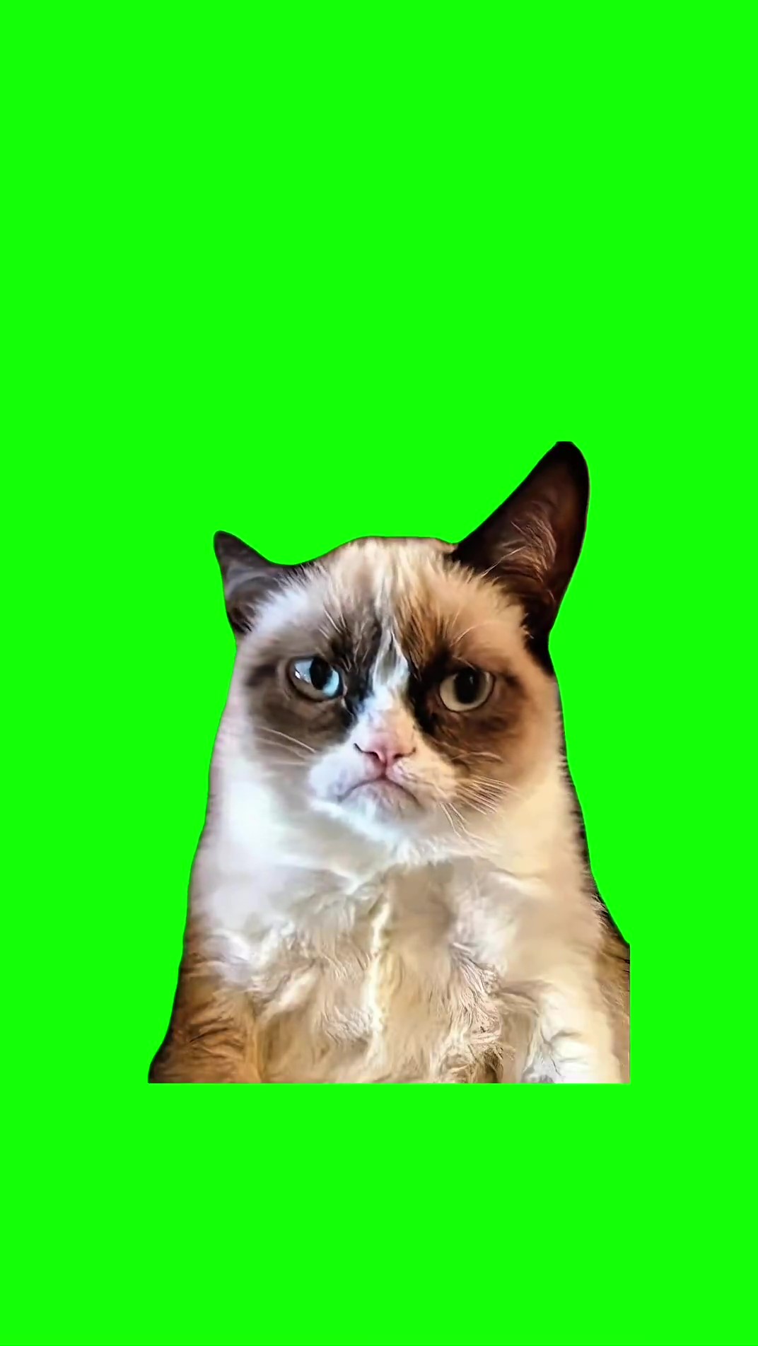 Og grumpy cat sigh green screen