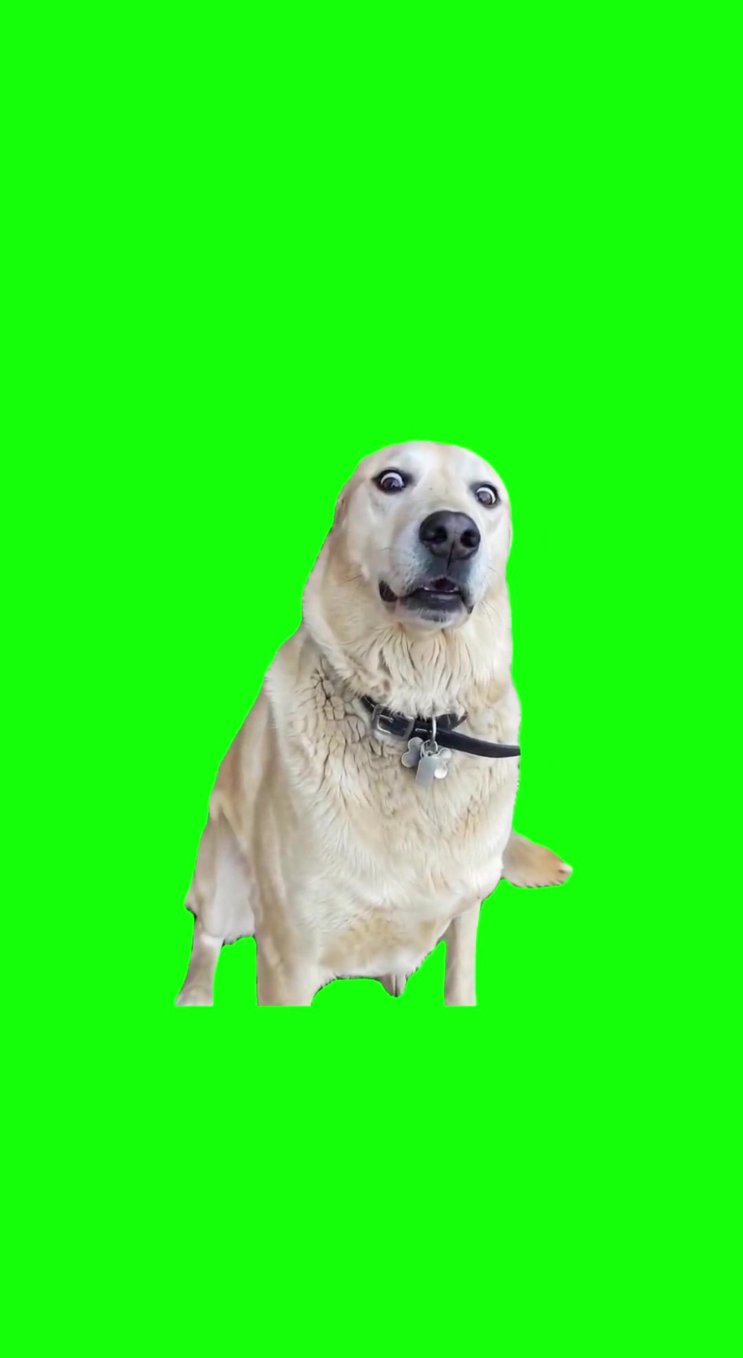 Oh my God… what the dog green screen