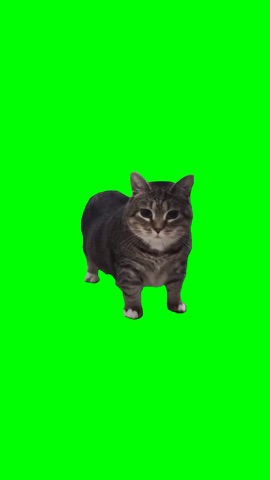 Oiia Spinning Cats green screen