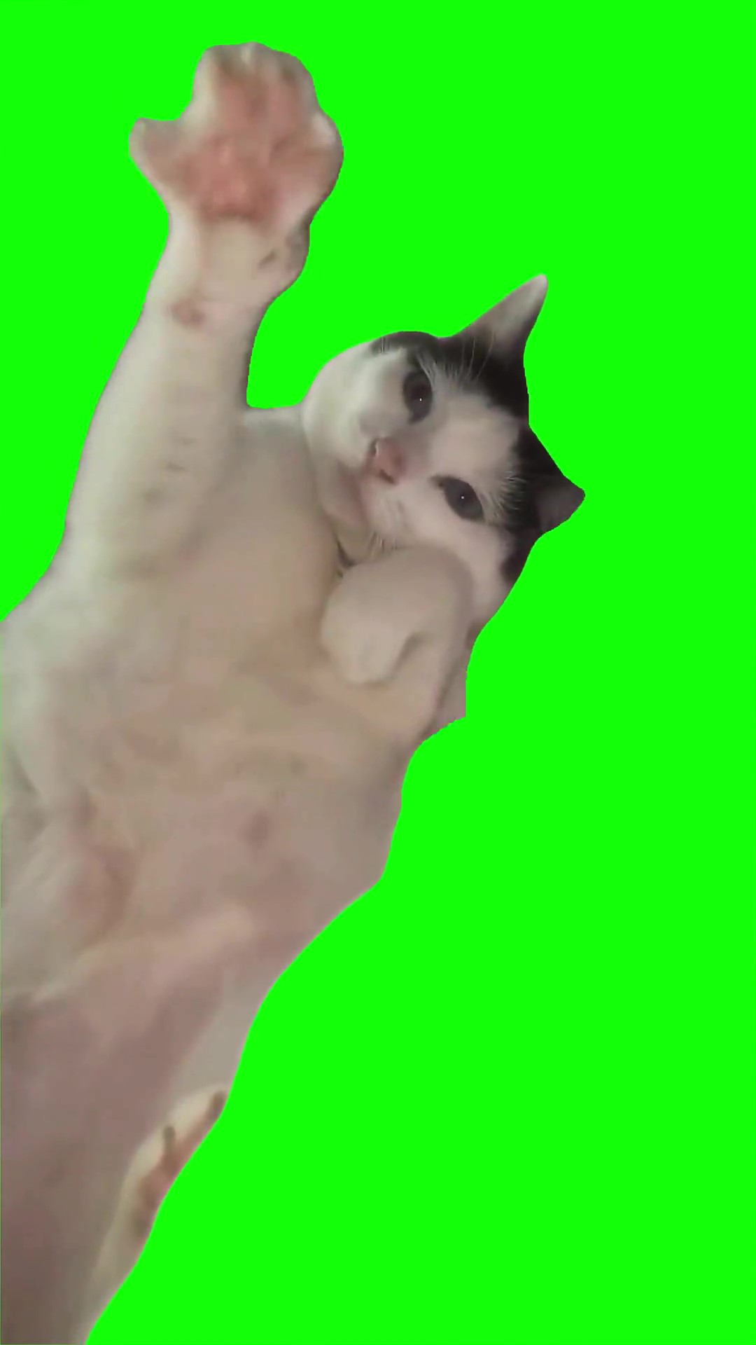 On grrrr green screen