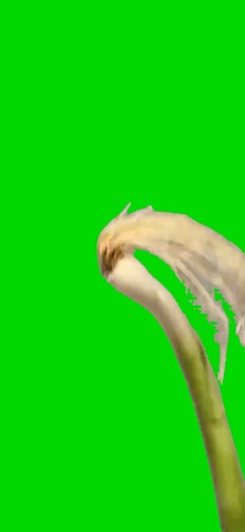 Onion Haaland green screen