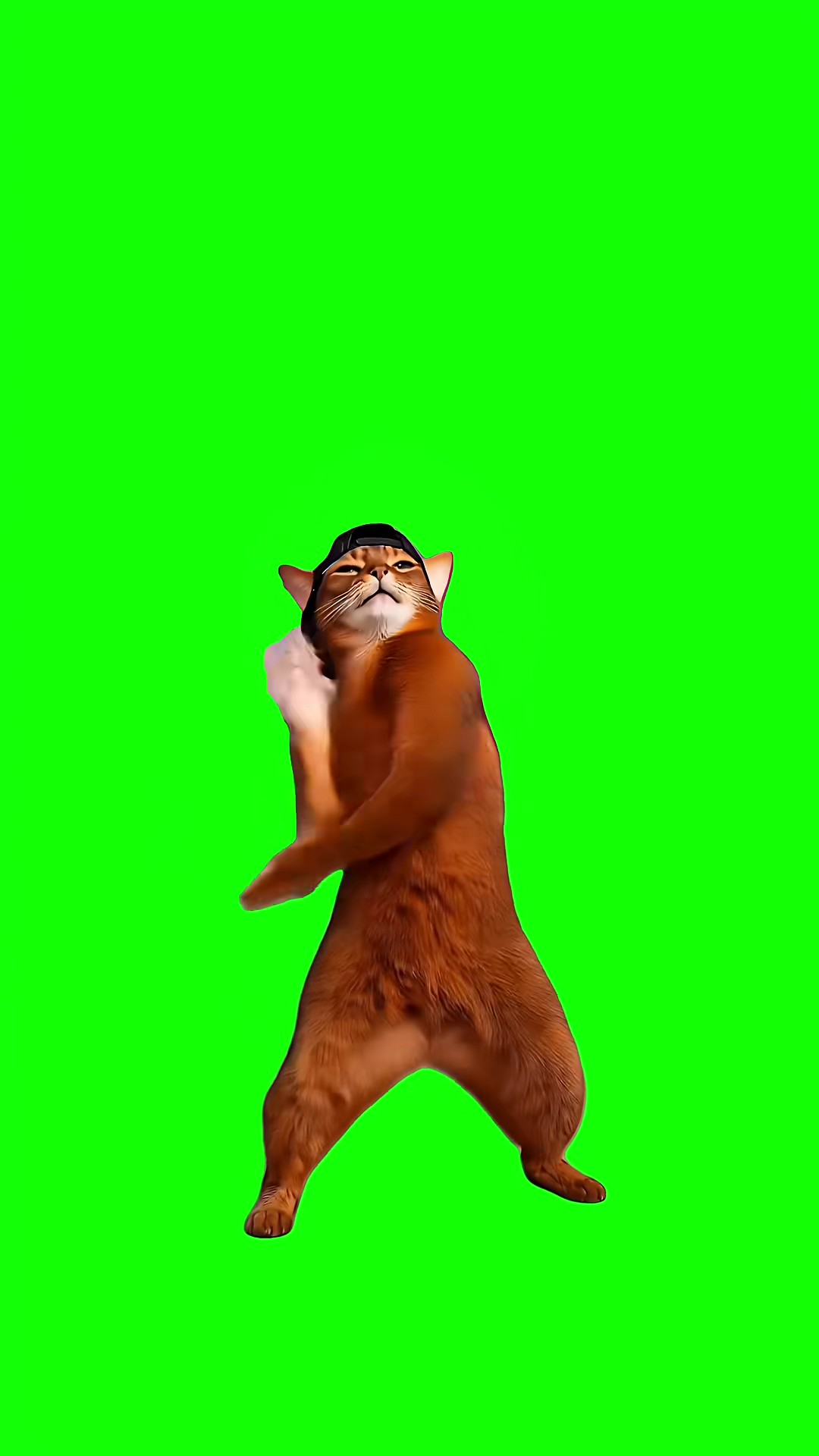 Orange Cat Dancing green screen