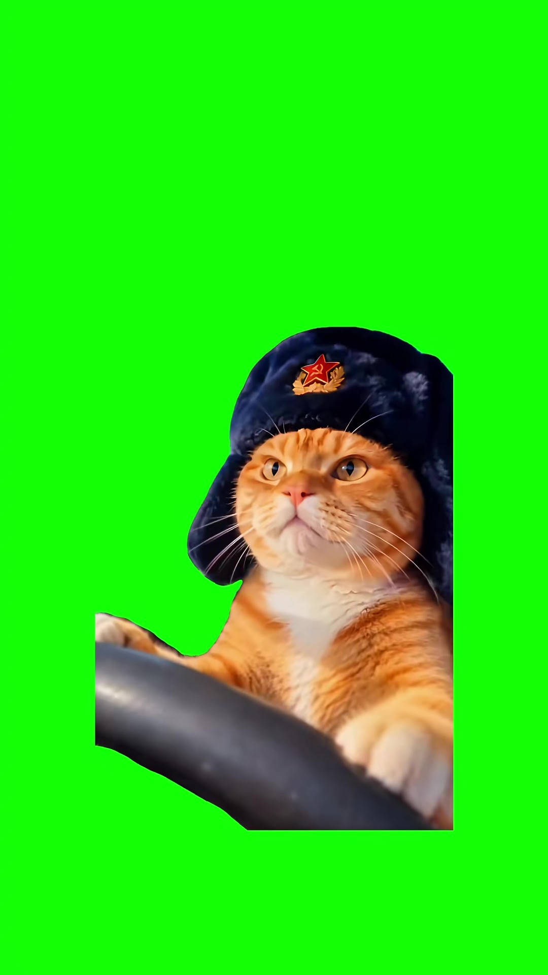 Orange Cat Driving green screen
