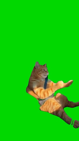 Orange Cat Jamming Out green screen
