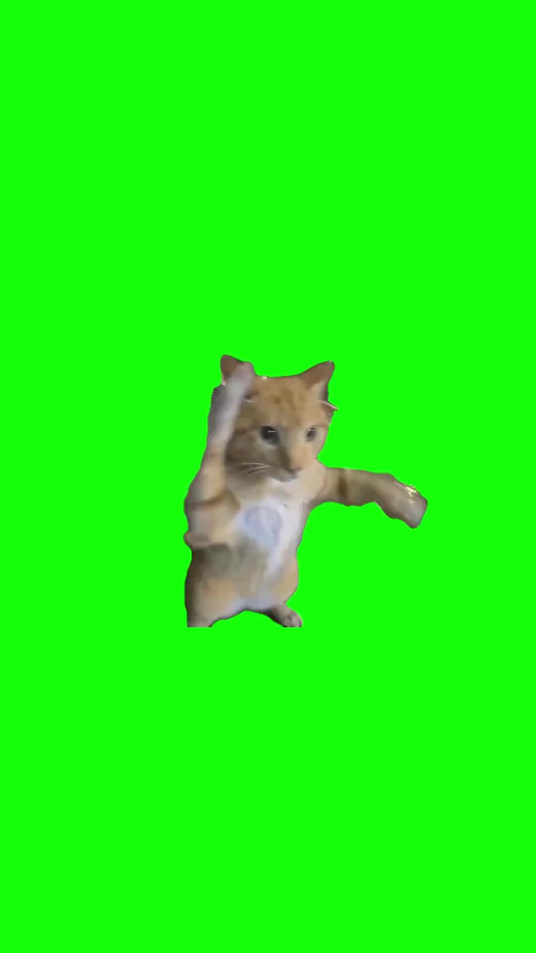 Orange Tabby Cat Fighter green screen