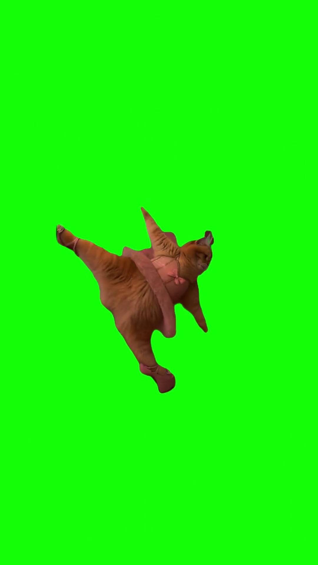 Orange cat ballerina green screen