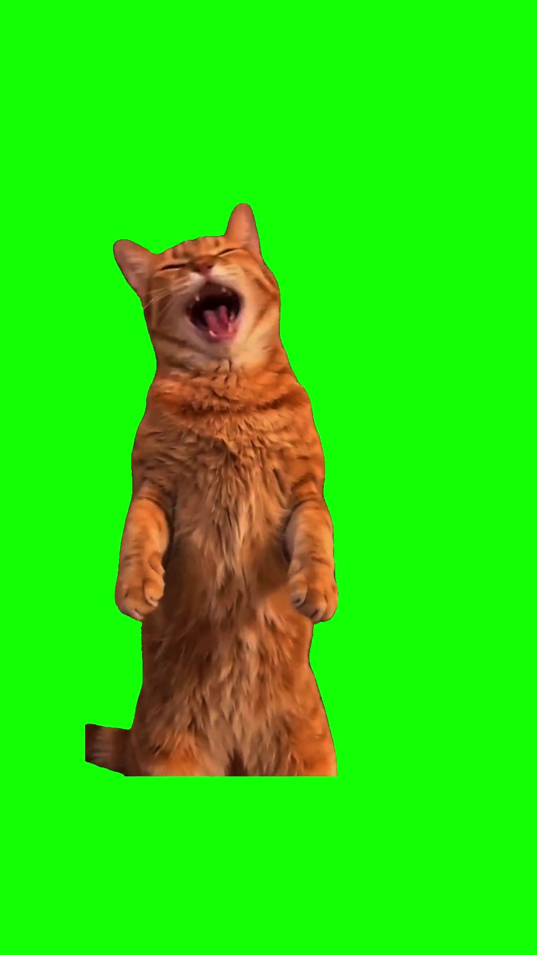 Orange cat hahahaha