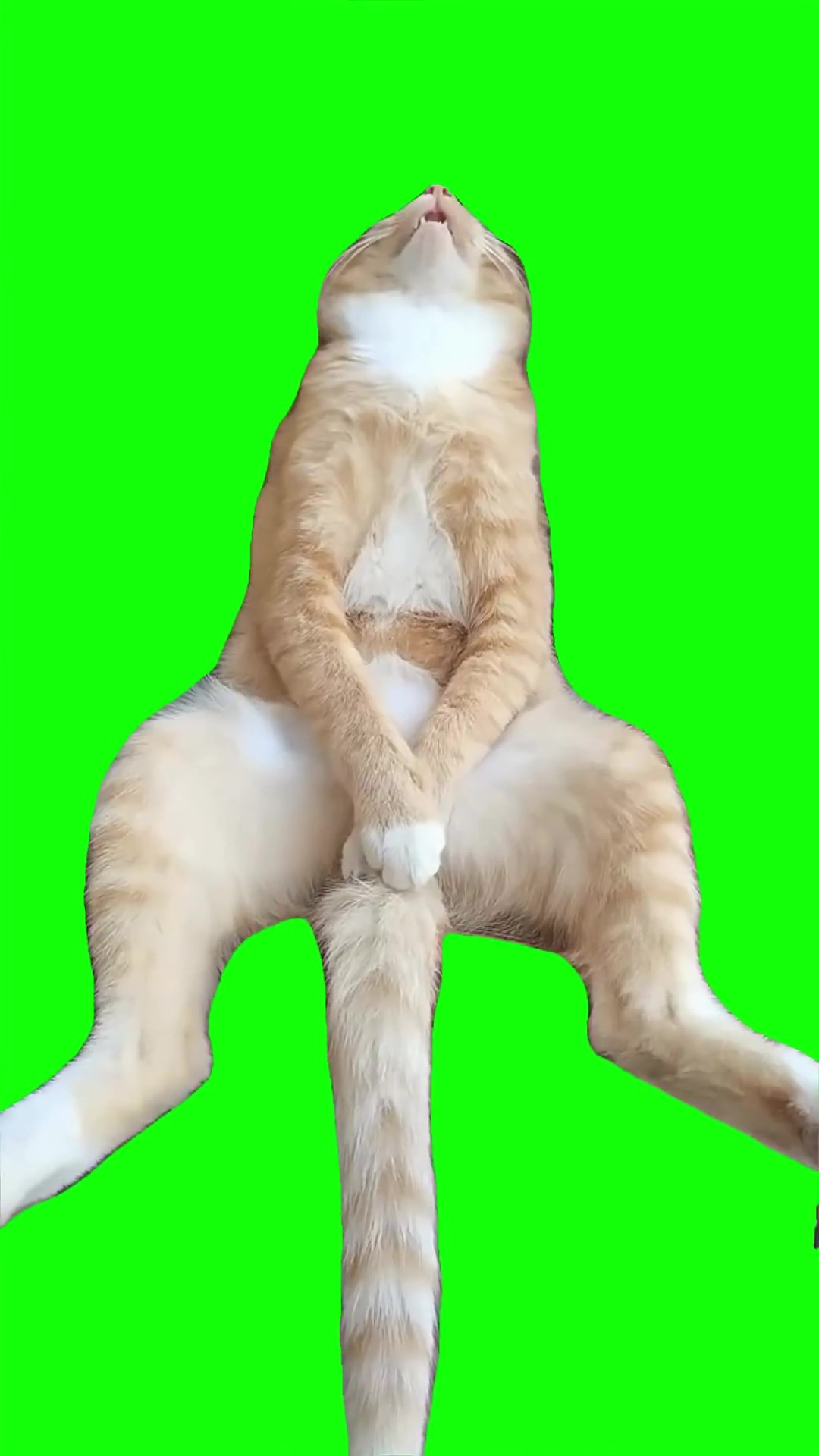 Orange cat sleeping 