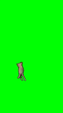 Paraplegic Cat Running Away green screen