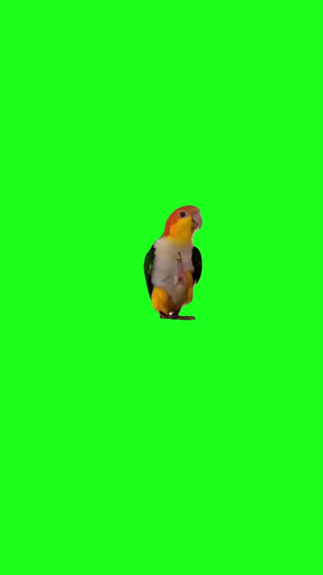 Parrot dramatic walk green screen