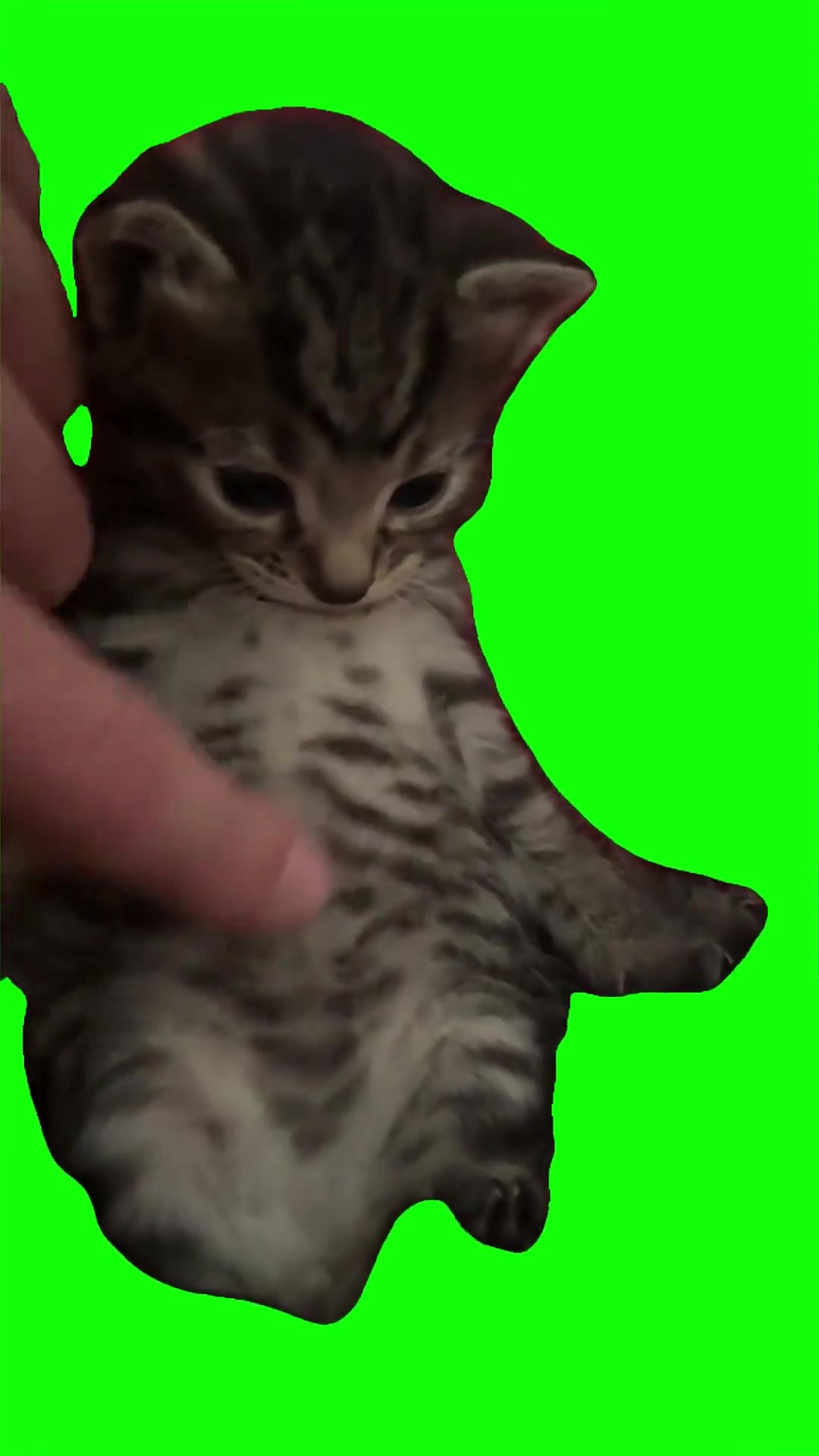 Pibble rummy rub green screen