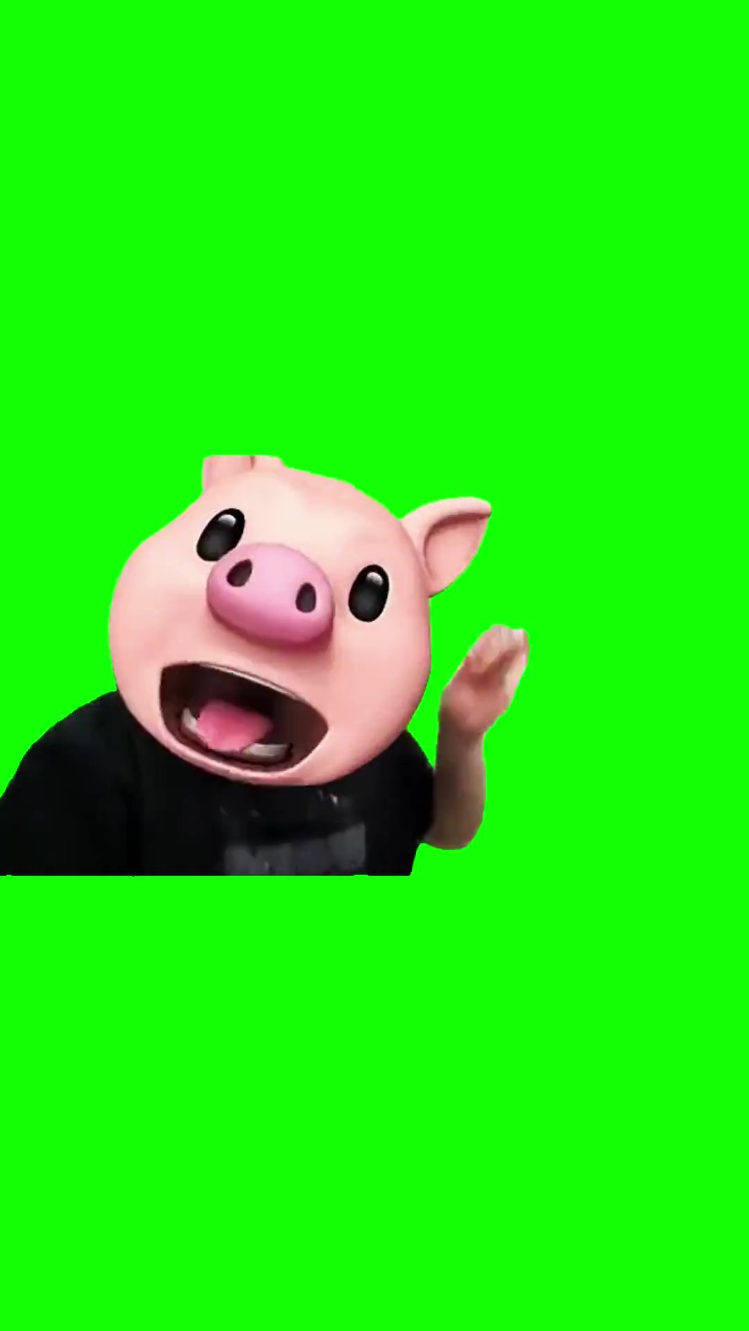 Pig Singing green screen