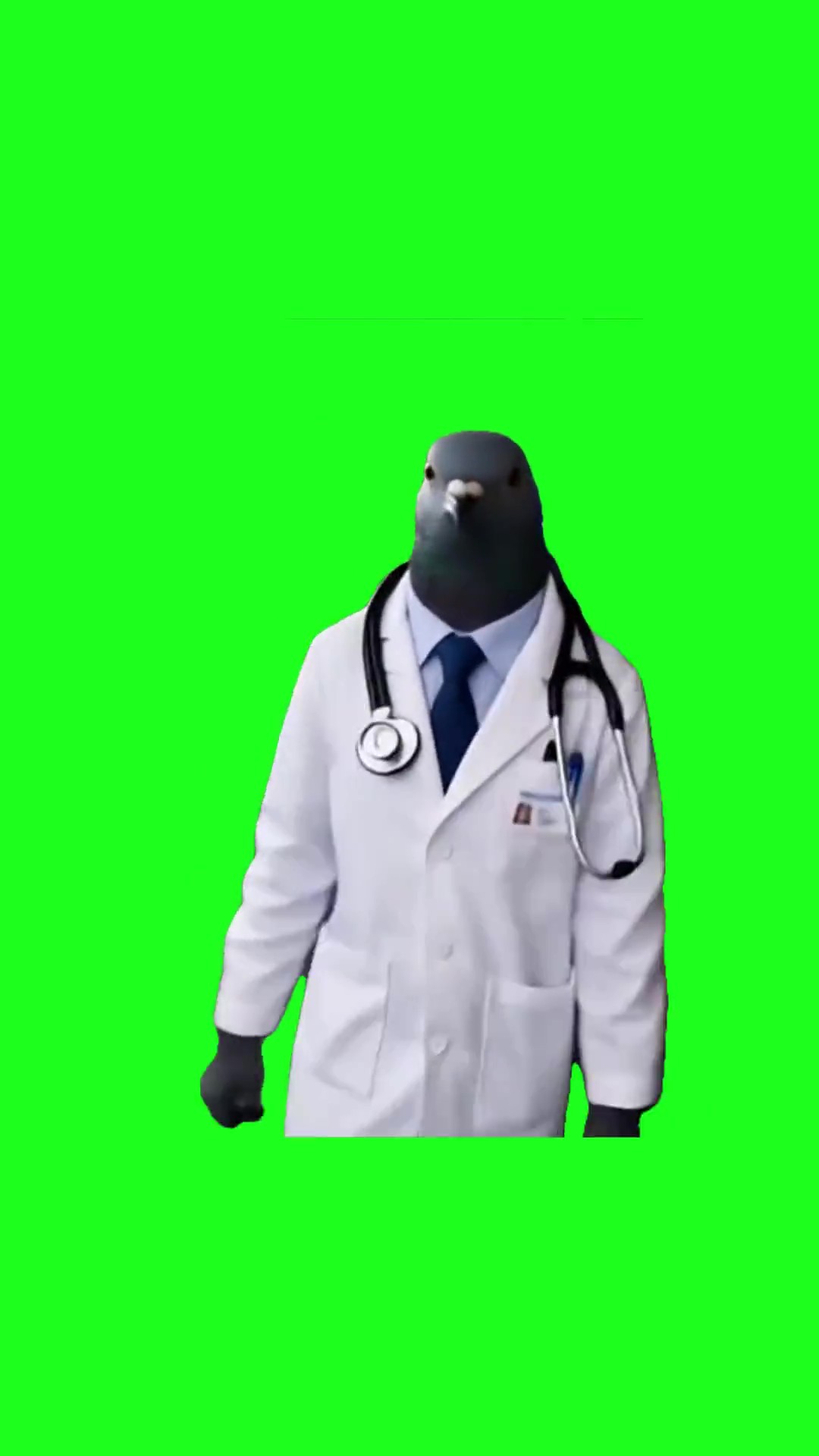 Pigeon doctor green screen