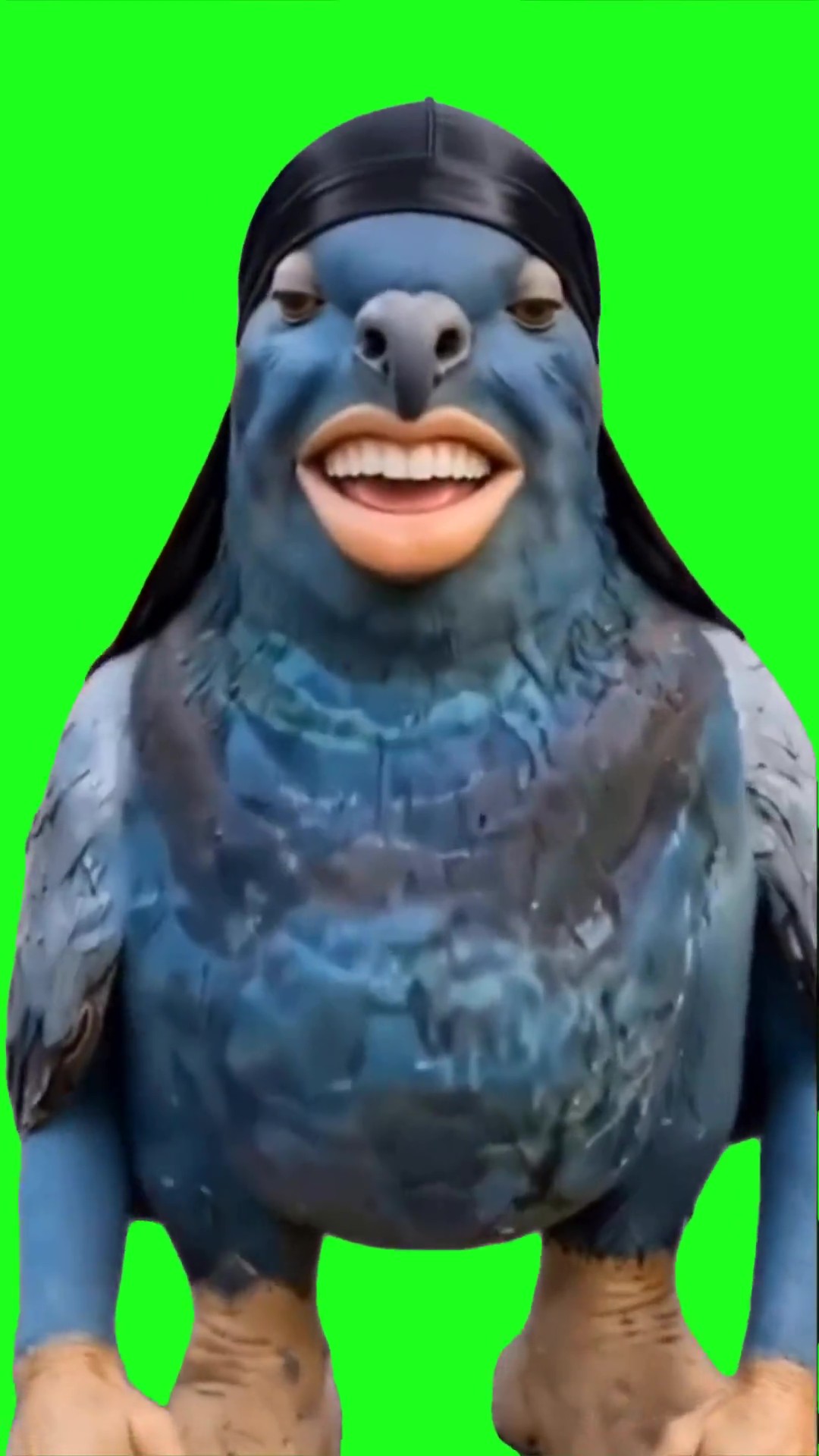 Pigeon king nasir green screen