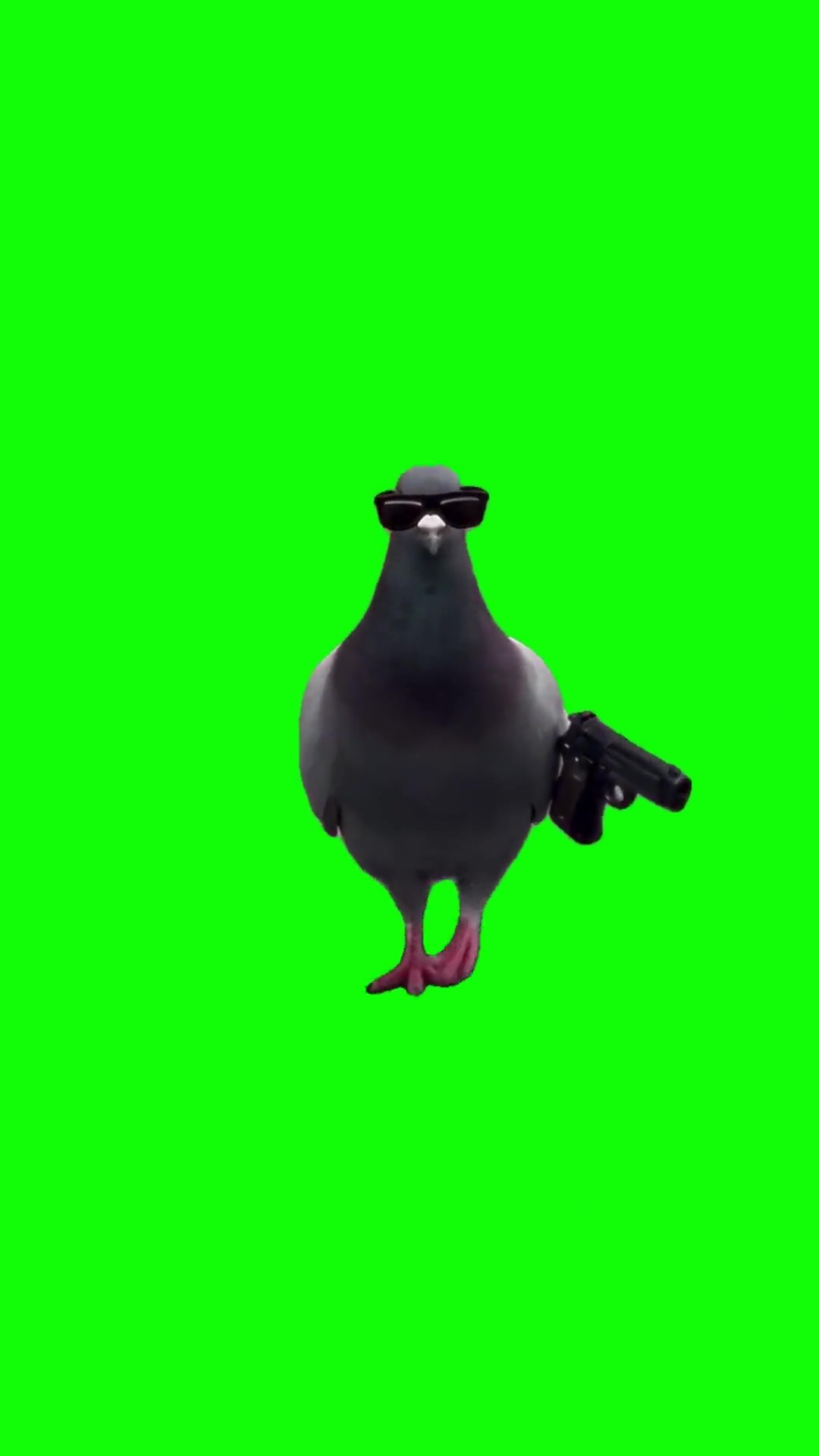 Pigeon shooting up the block green screen