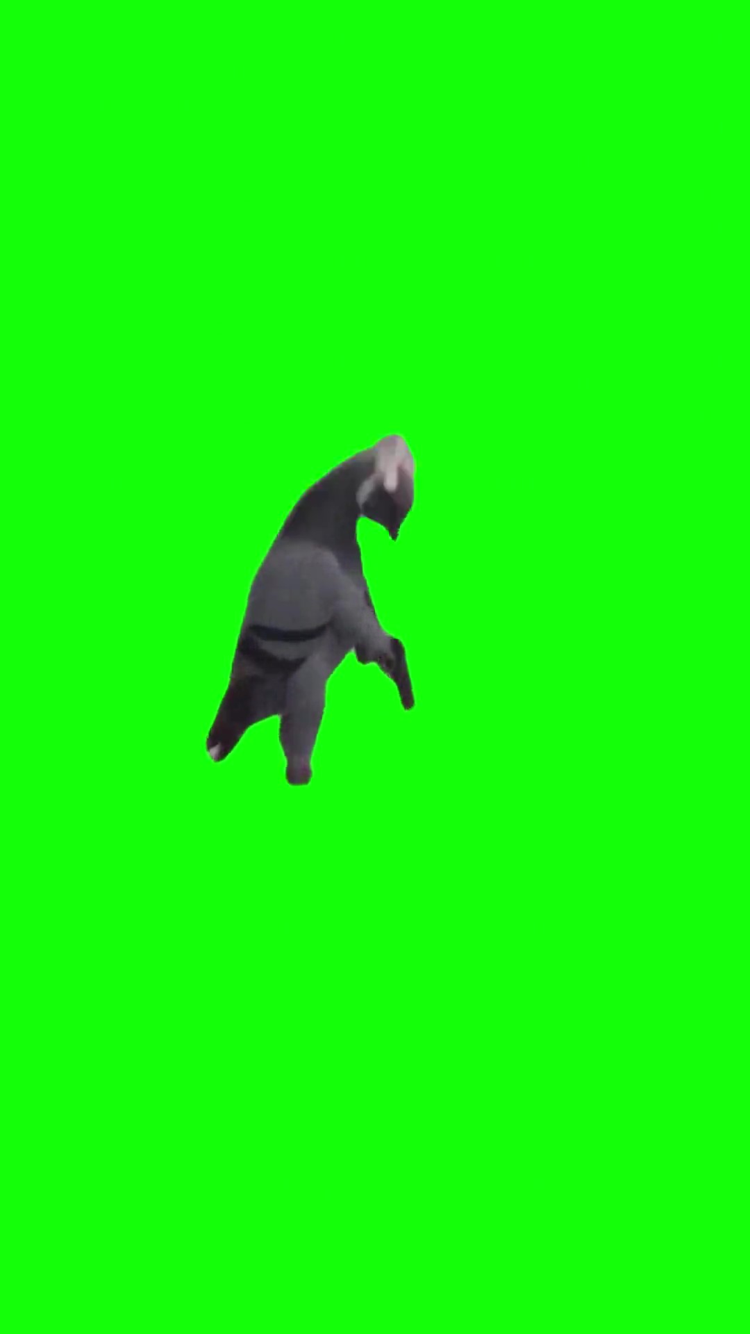 Pigeon with a gun green screen