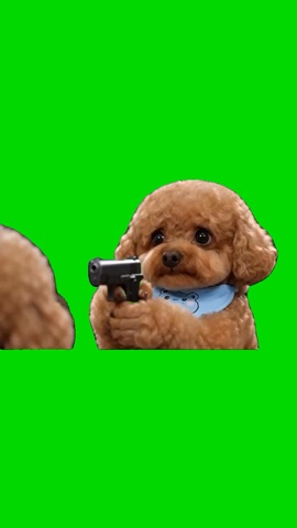 Poodle Dog Points A Gun green screen