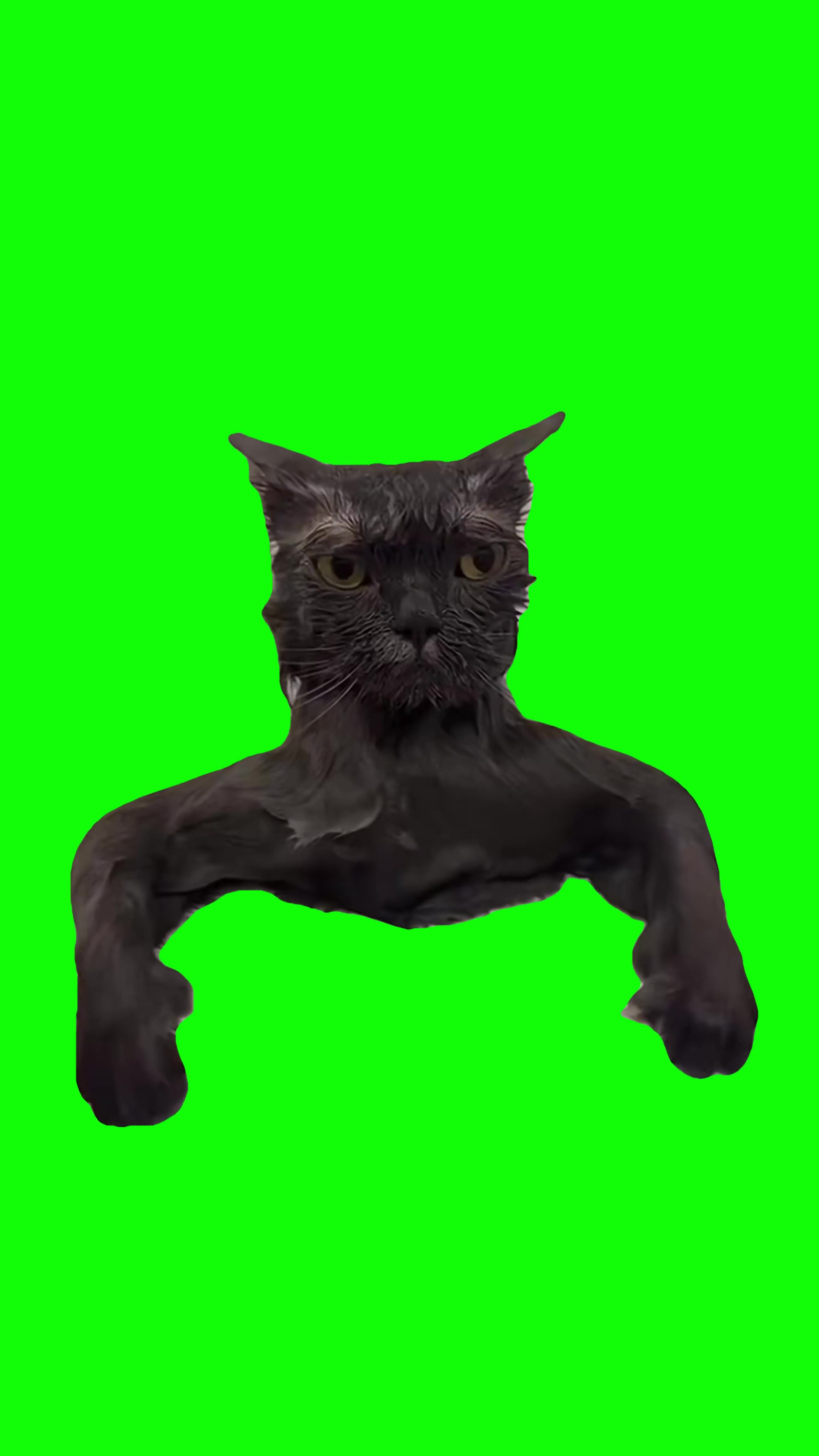 Prison cat green screen