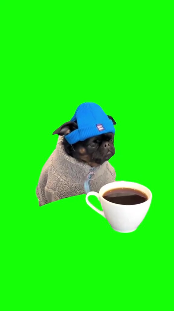 Pug with a coffee cup green screen