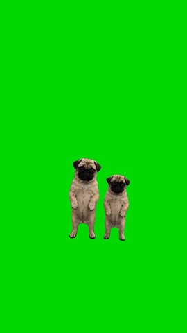 Pugs Work Work Work Dance green screen