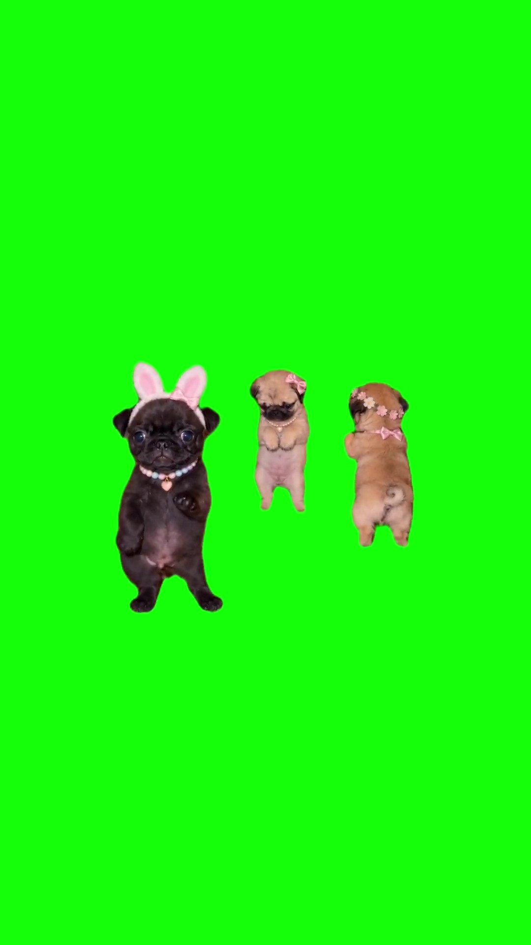 Pugs dancing green screen