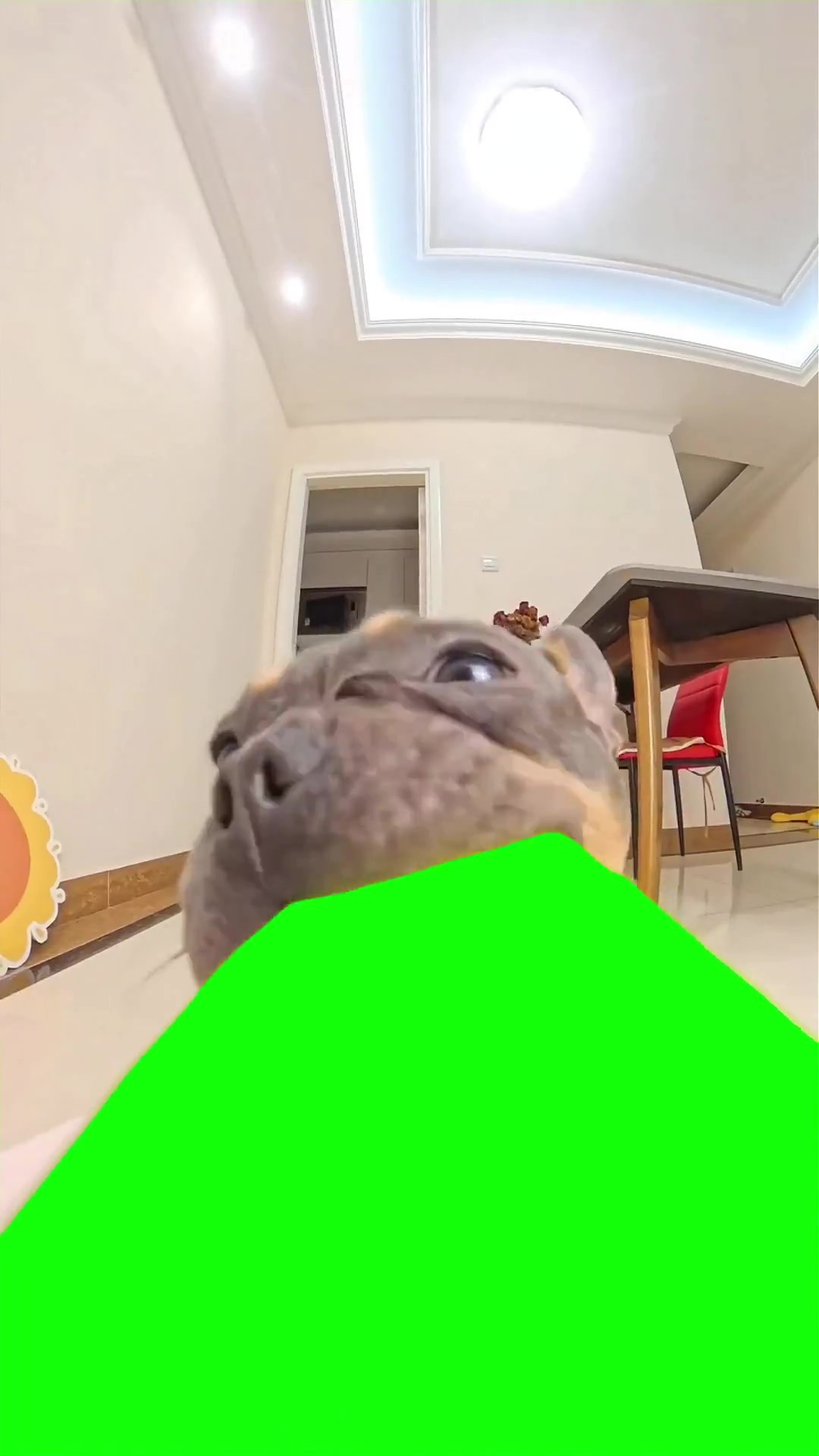 Puppy Chomping on a Cucumber