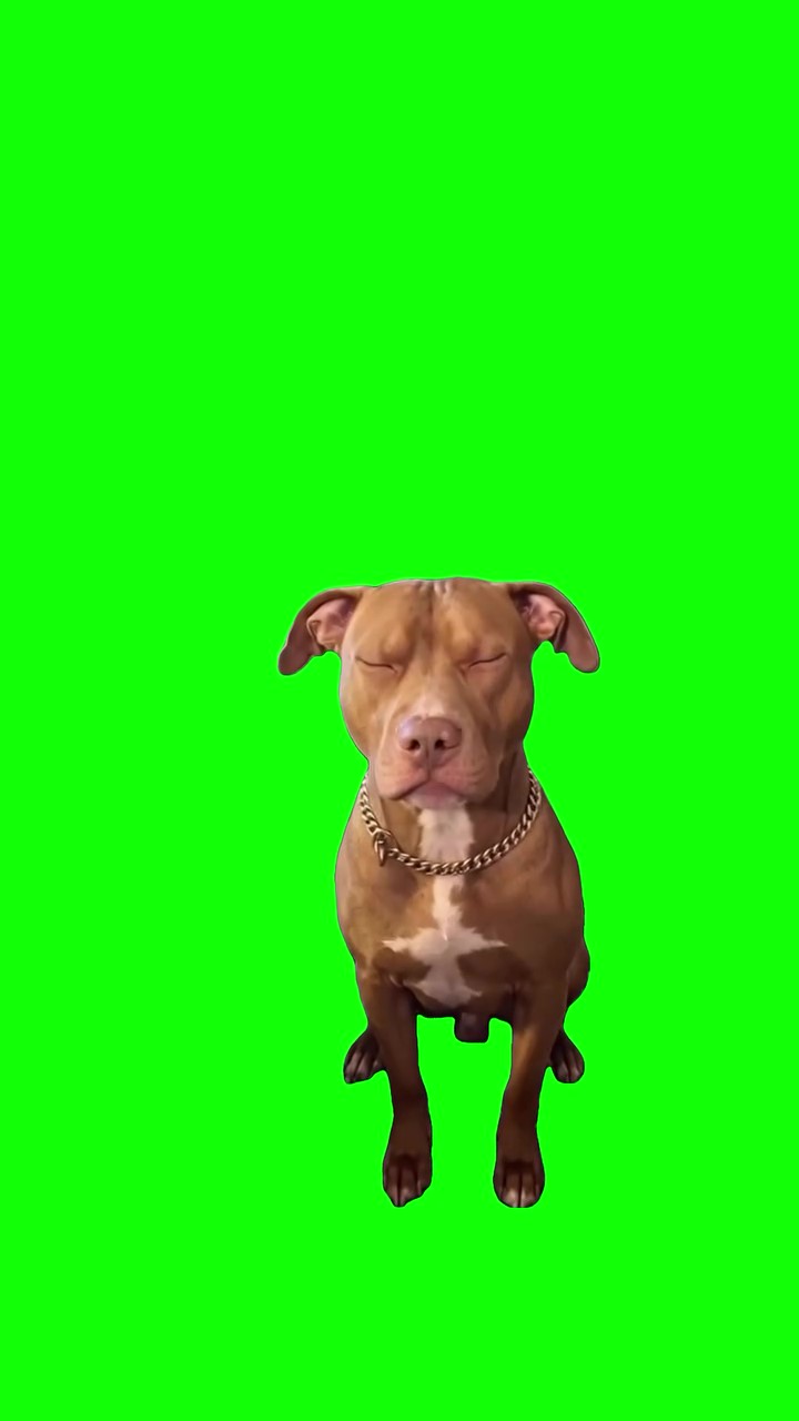 Puppy Singing green screen