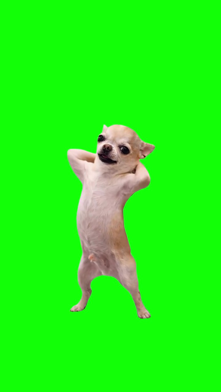 Puppy Vibing green screen