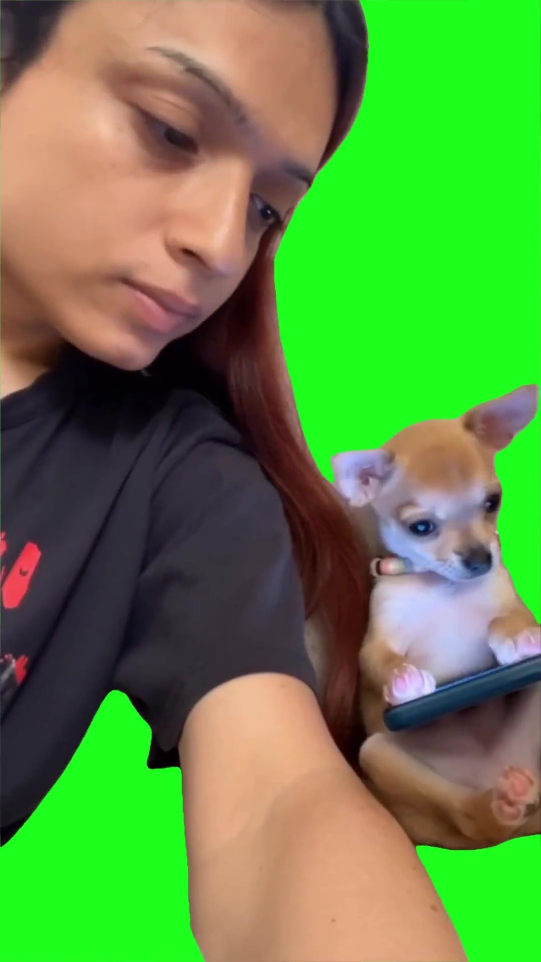 Puppy throwing fit green screen