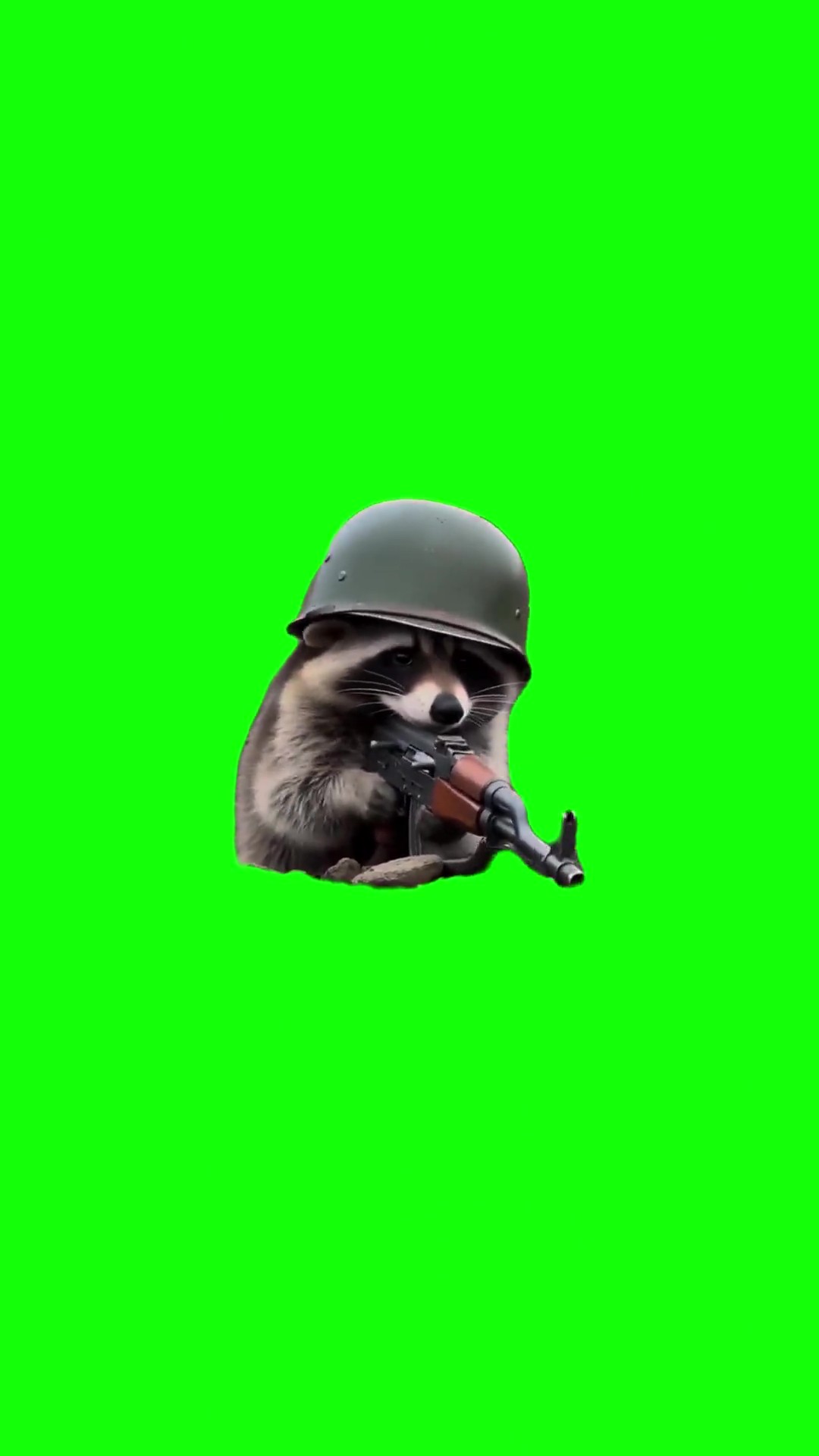 Raccoon blasting ak green screen