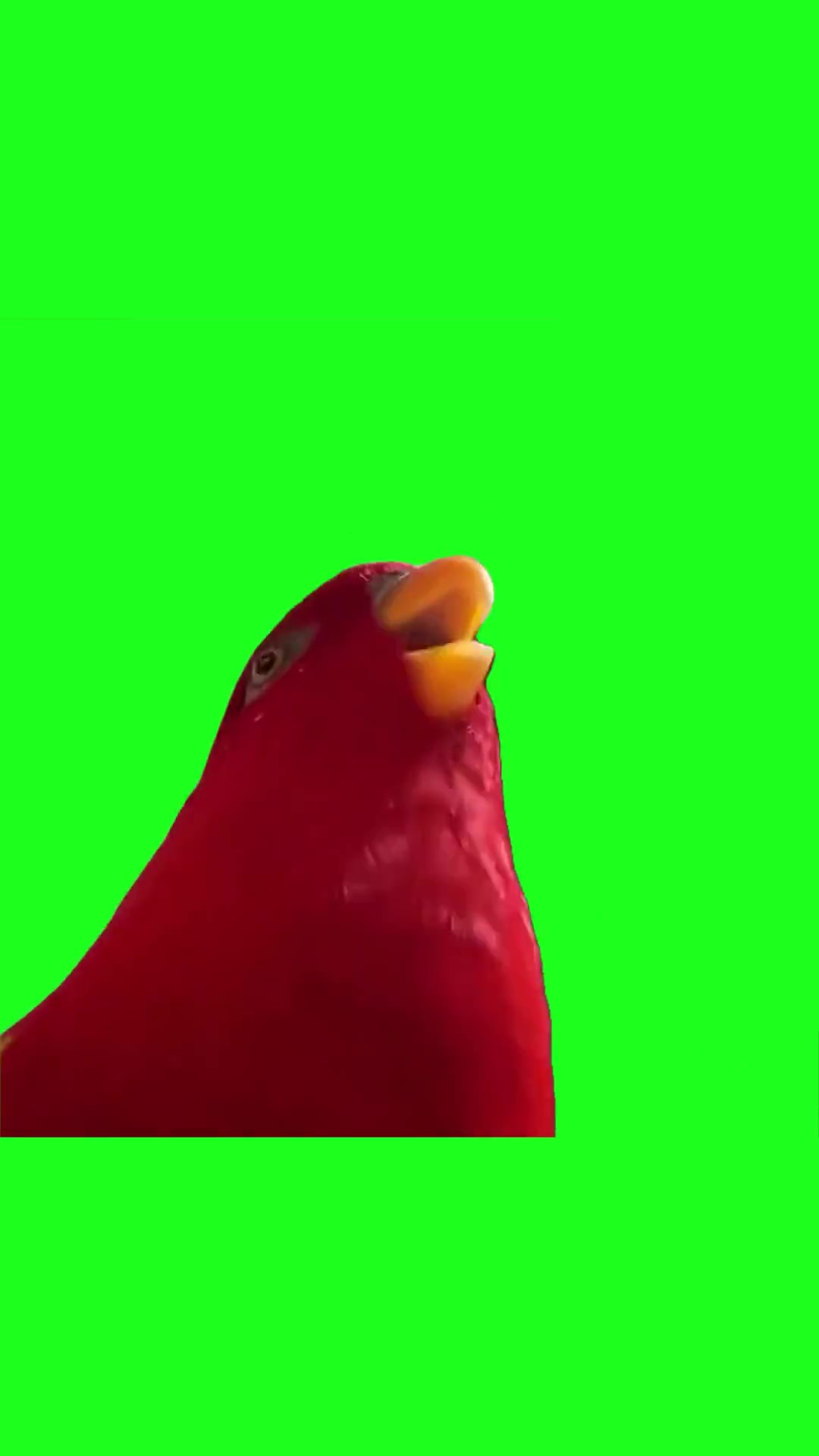 Red parrot laughing green screen
